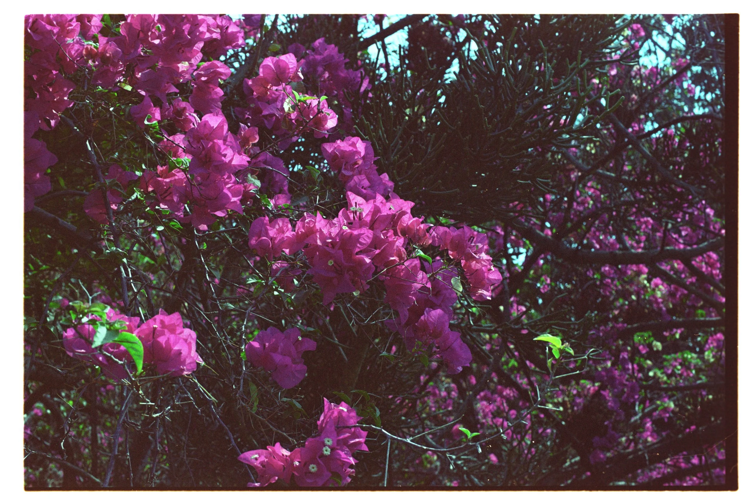 Close-up of pink bougainvillea flowers and dark branches with blue sky in the background.