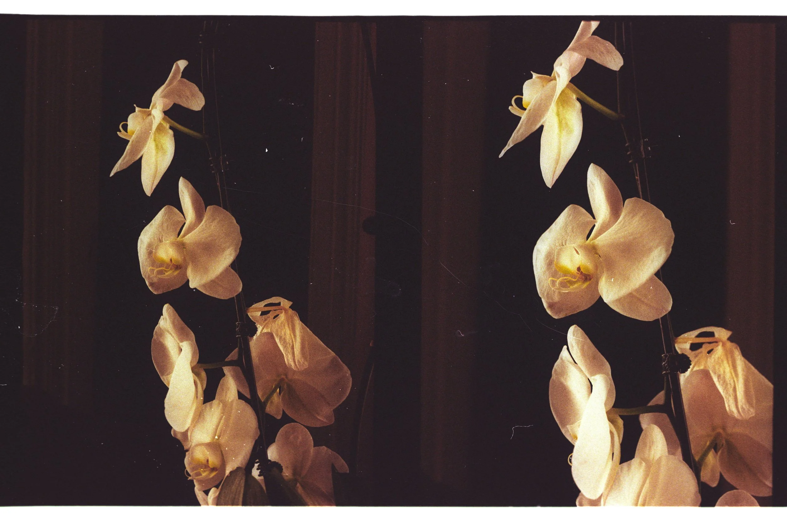 Mirror reflection of yellow orchid flowers hanging against a dark background.