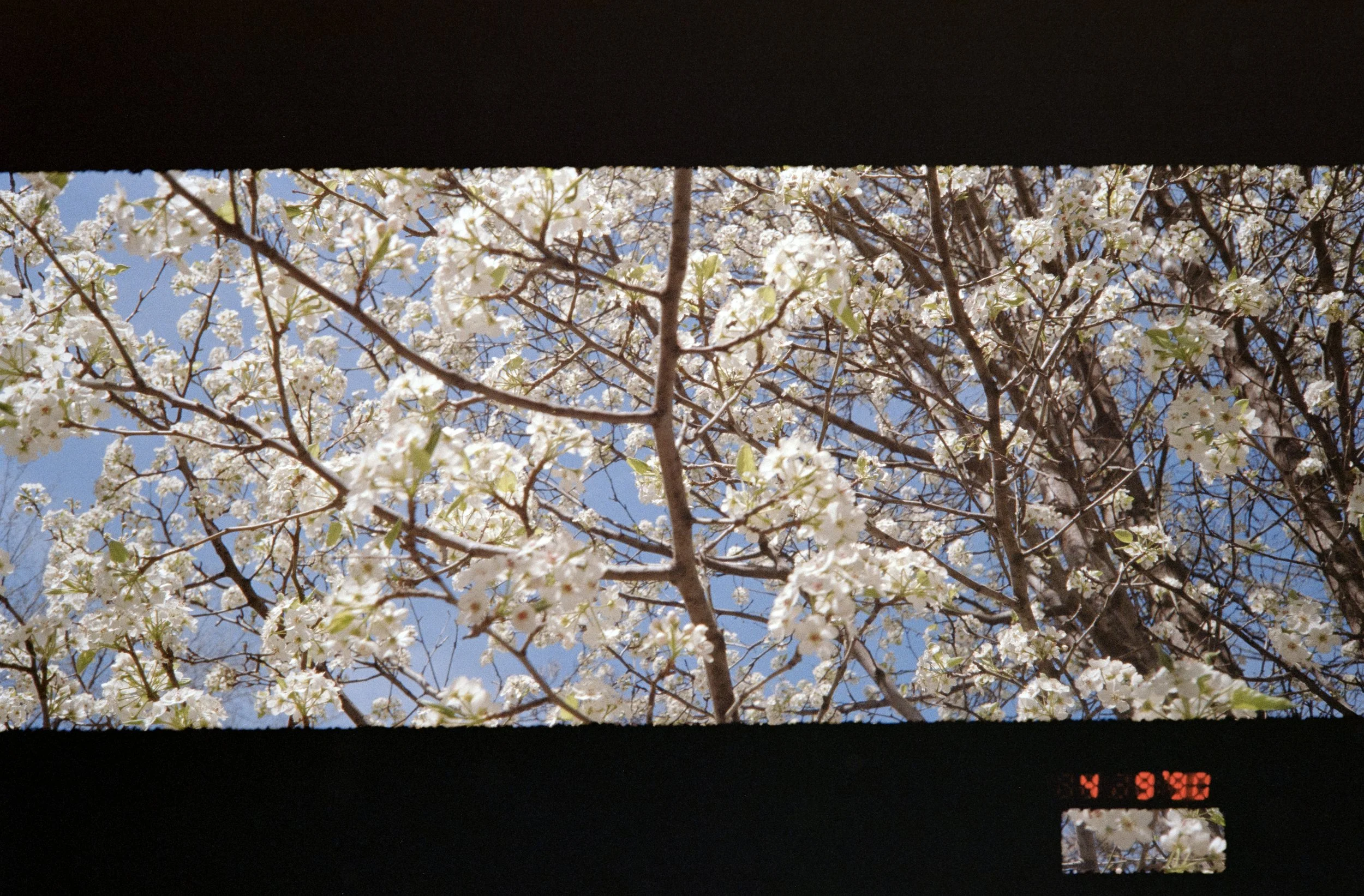 View through an opening at the top of blooming white cherry blossom tree branches against a clear blue sky.