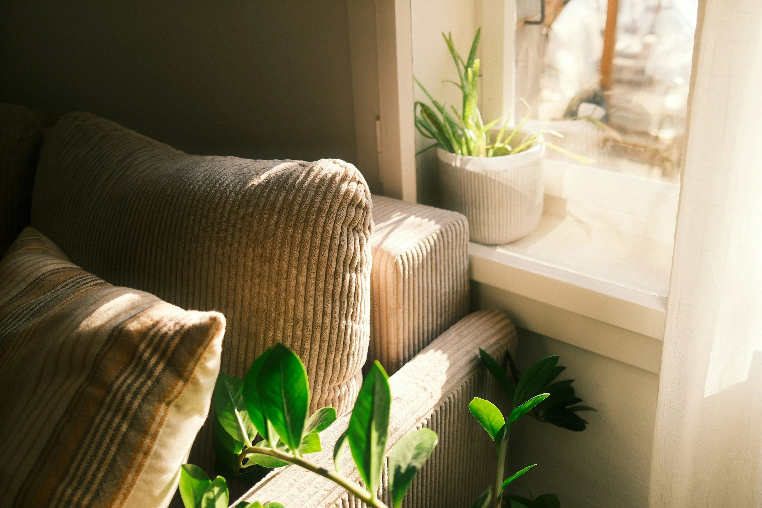 Sunlight streams into a cozy living space with a striped sofa, a plaid blanket, a houseplant with large green leaves, and a window with a sheer curtain.