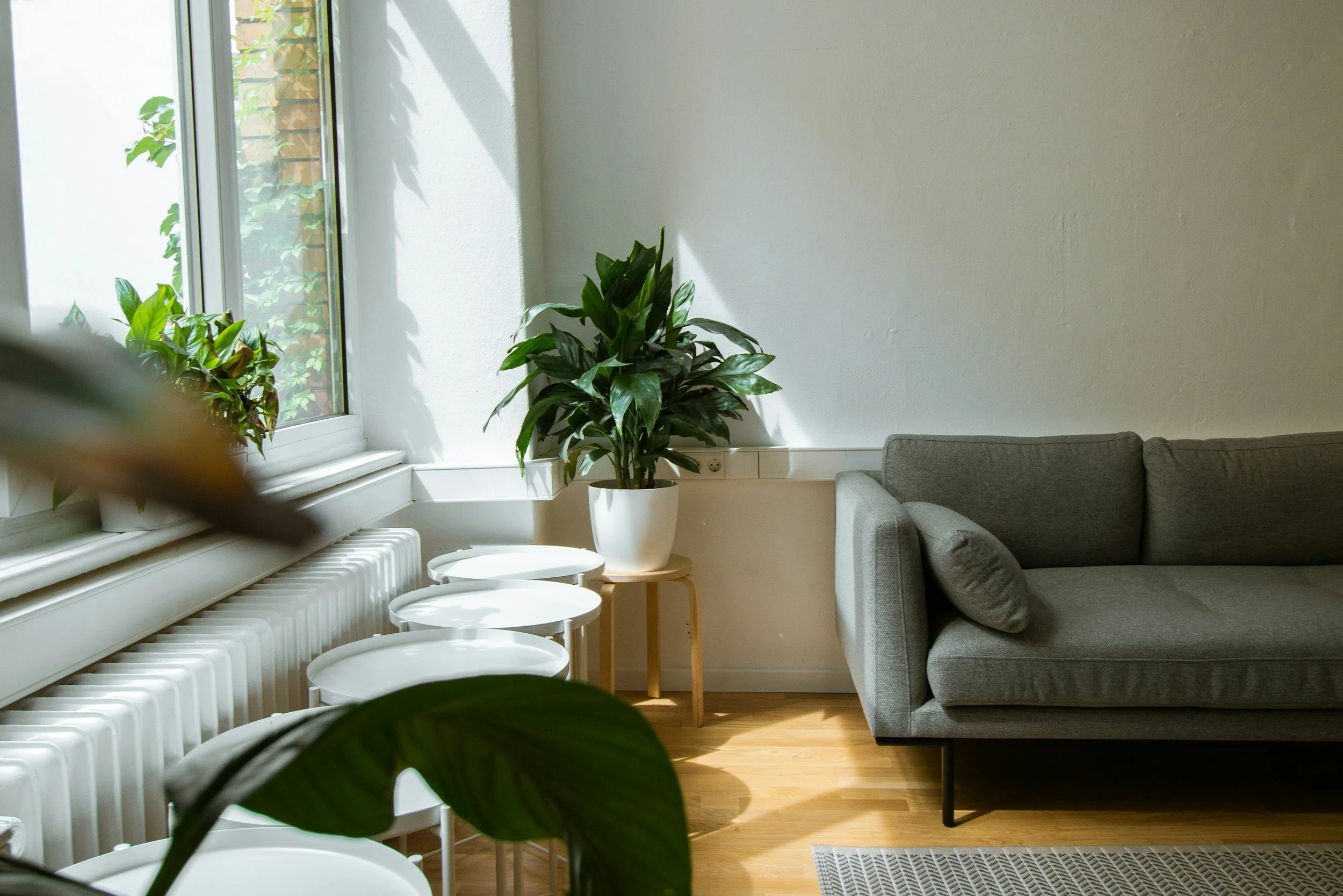 Interior of a room with a large window, potted plants, a gray sofa, white tables, and a patterned rug on wooden flooring.