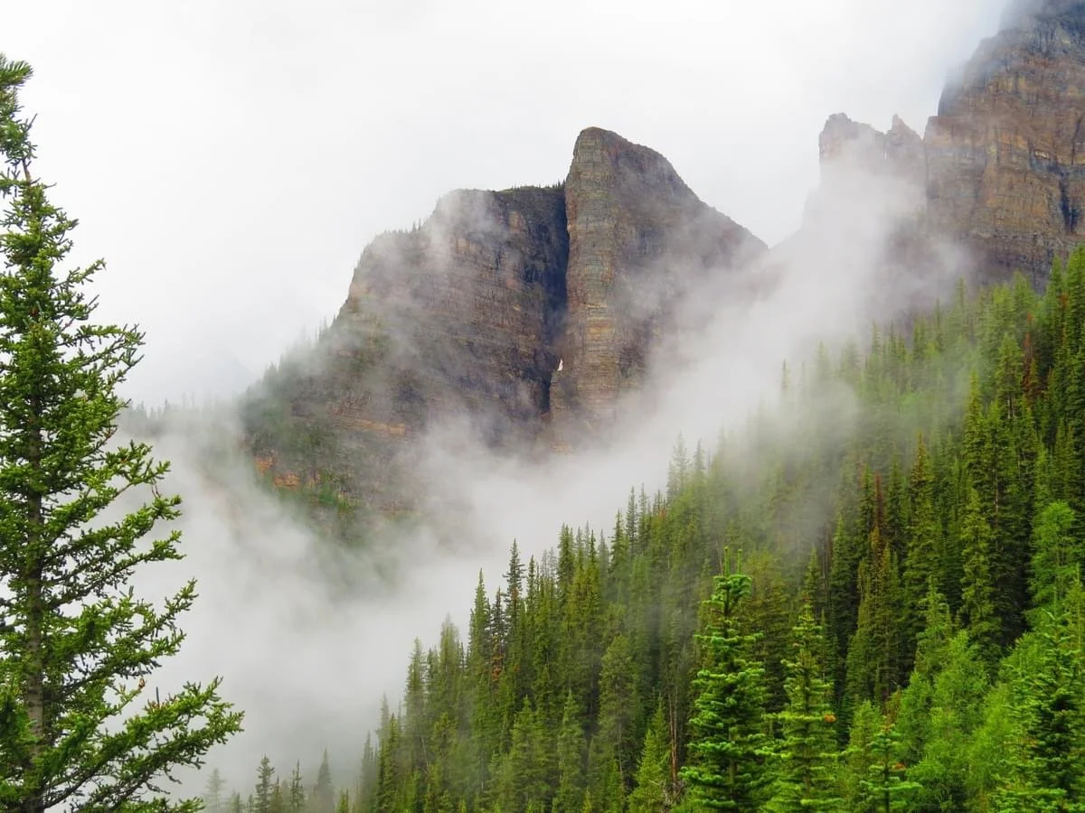 Clouds and mist surround tall green pine trees and rocky mountain cliffs