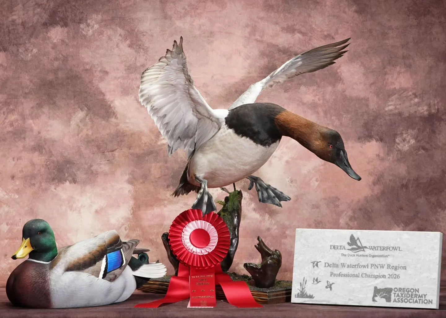 at this year's OTA show, my canvasback was fortunate enough to win awards sponsored by both @ducksunlimitedinc and (for the second year in a row) @deltawaterfowlpnw. there was a lot of stiff competition this year, so i'm honored both as a taxidermist