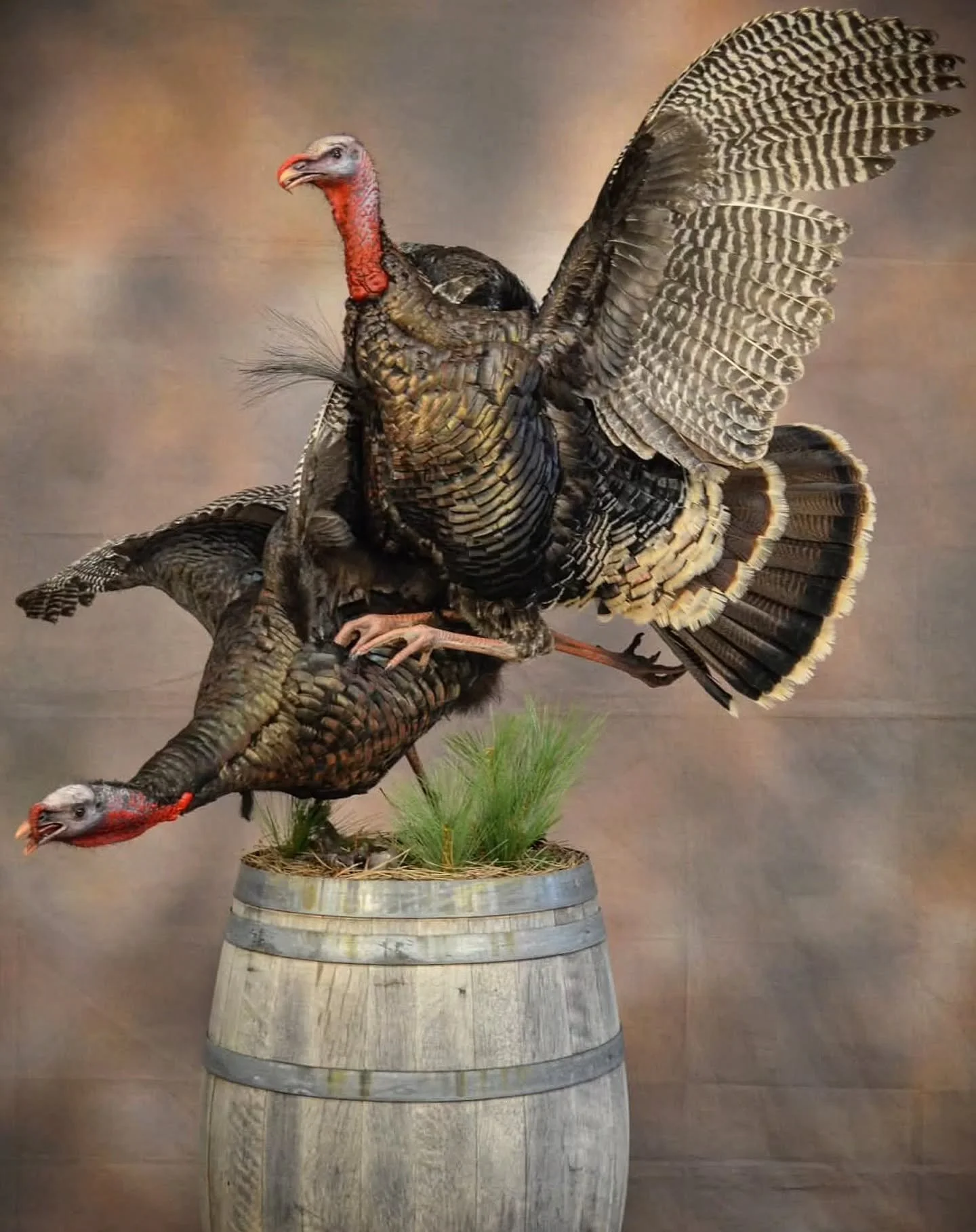 these turkeys were one of the pieces i entered at this year's @or_taxidermyassociation show. i wanted to challenge myself with this mount by trying new things with these notoriously tricky birds. in the end there's still room for improvement, but i'm