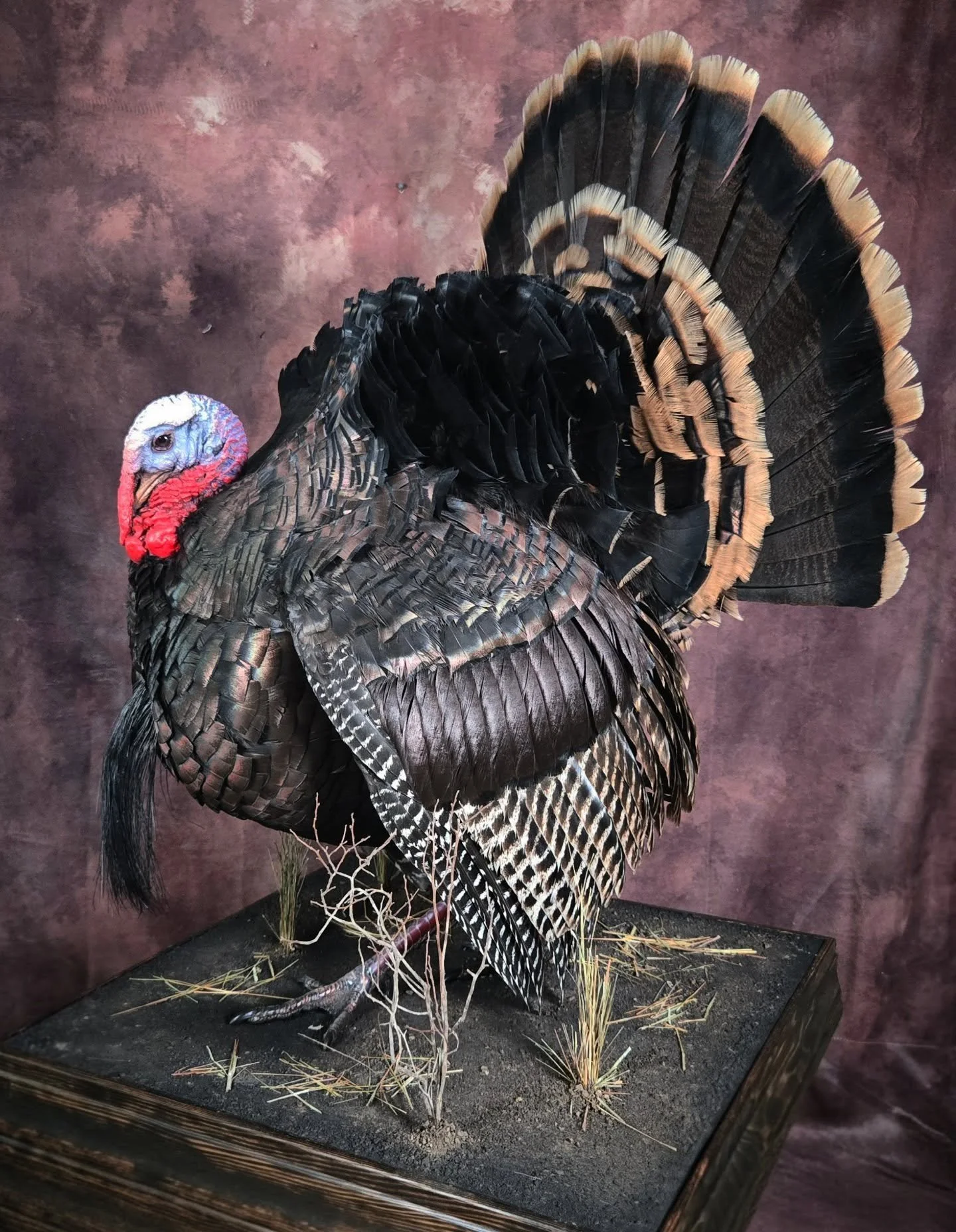 a strutting gobbler floor mount. tried some new techniques with this fellow and a lot was learned for future birds!