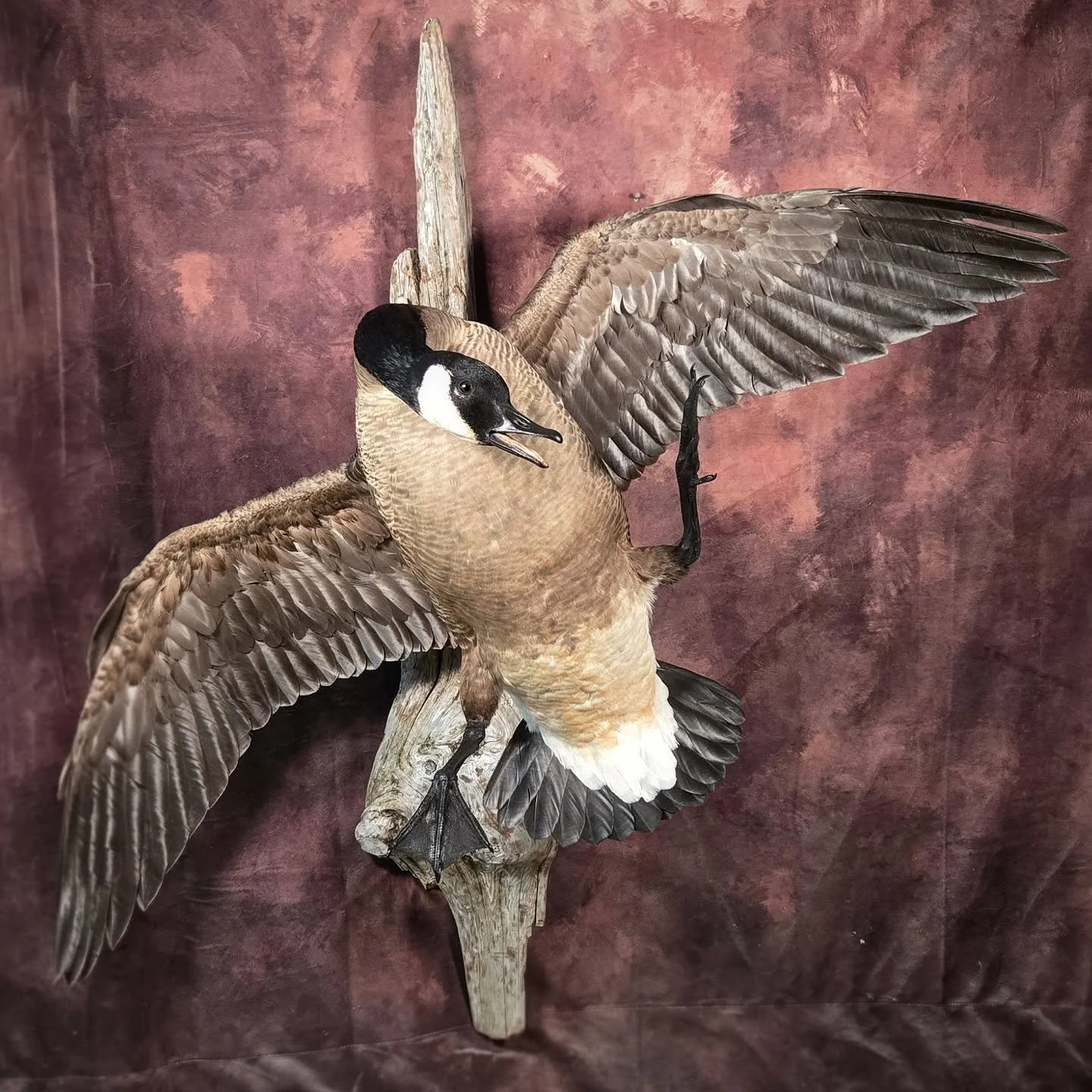 the customer chose this position, which i have been lovingly referring to as "kung fu goose". what a fun bird to work on!