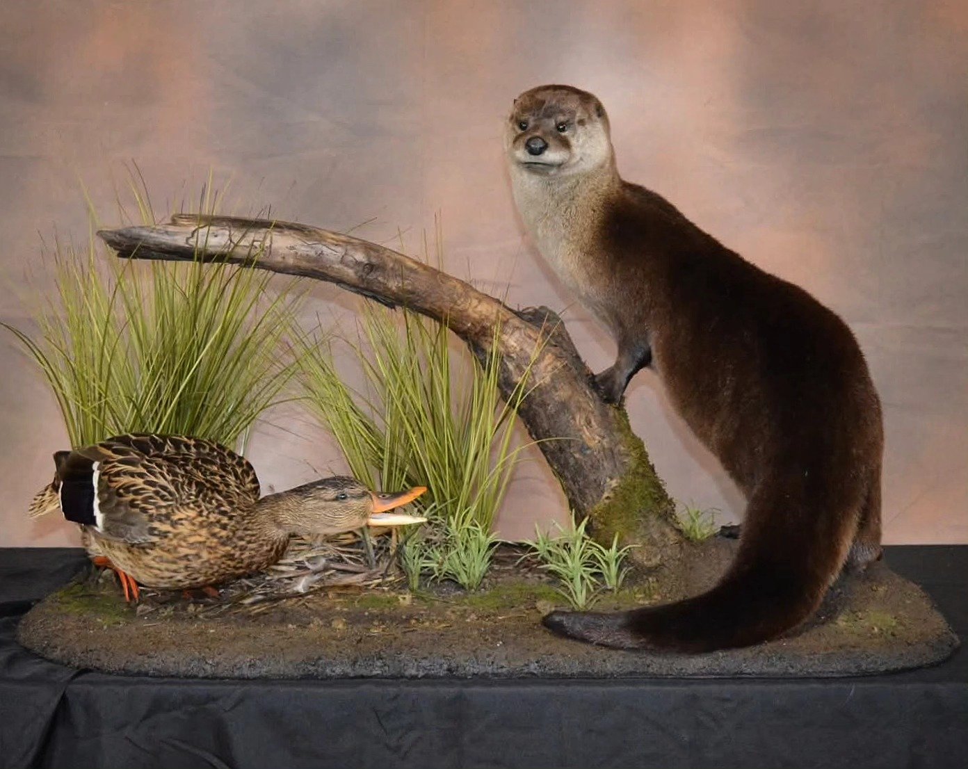 official photos from the OTA show are always better lit than mine, so i was finally able to get a good one of my mallard/otter display. you just can't see the little nest i made in the background. i finally caved and ordered some photography lights s