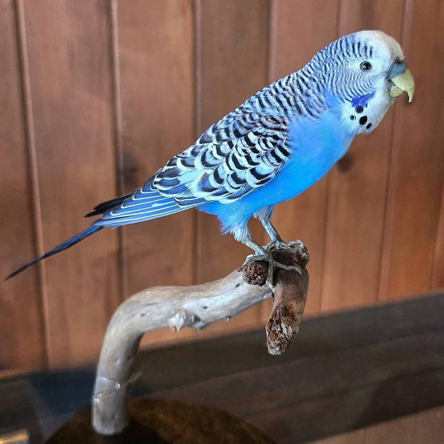 this precious little budgie is ready to go back home. 💕