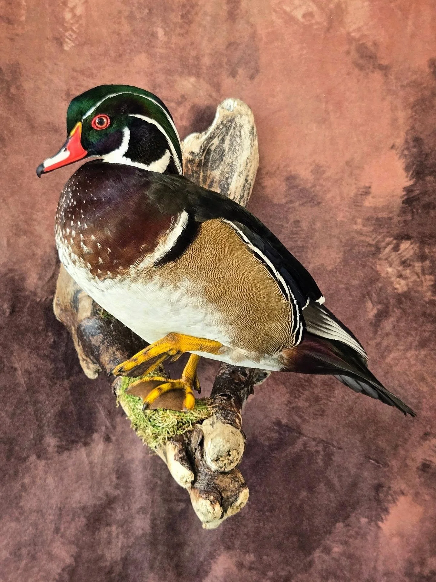 the photo booth is up and running in the studio! this handsome woodduck is actually 2 birds; the more mature drake had bad damage to the head, while the less mature one didn't have its full body plumage. so the head came from one and the body from th