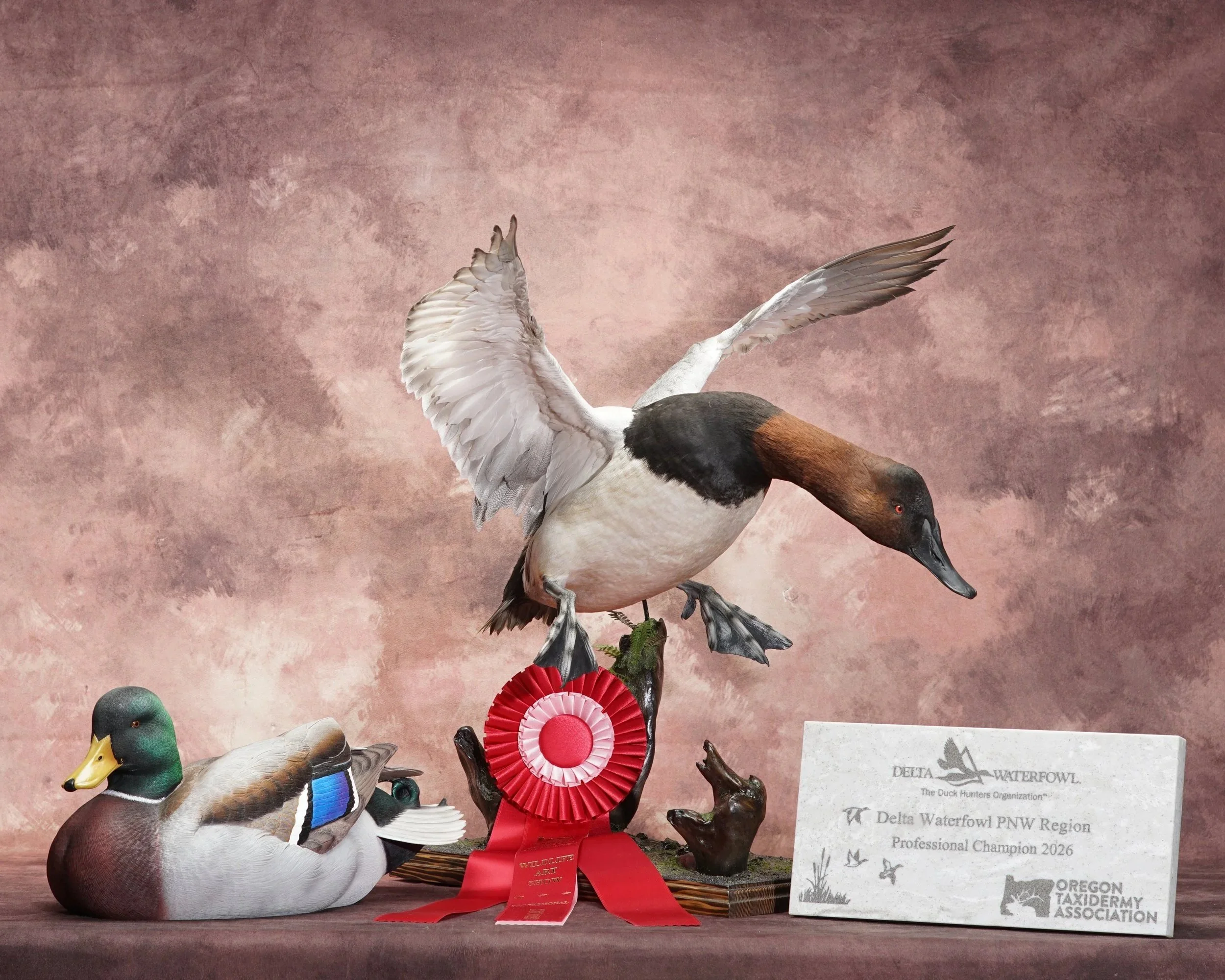 Display of mounted duck decoys, including a mallard and a wood duck, with a red ribbon award and a printed informational sign from the Delta Waterfowl organization.
