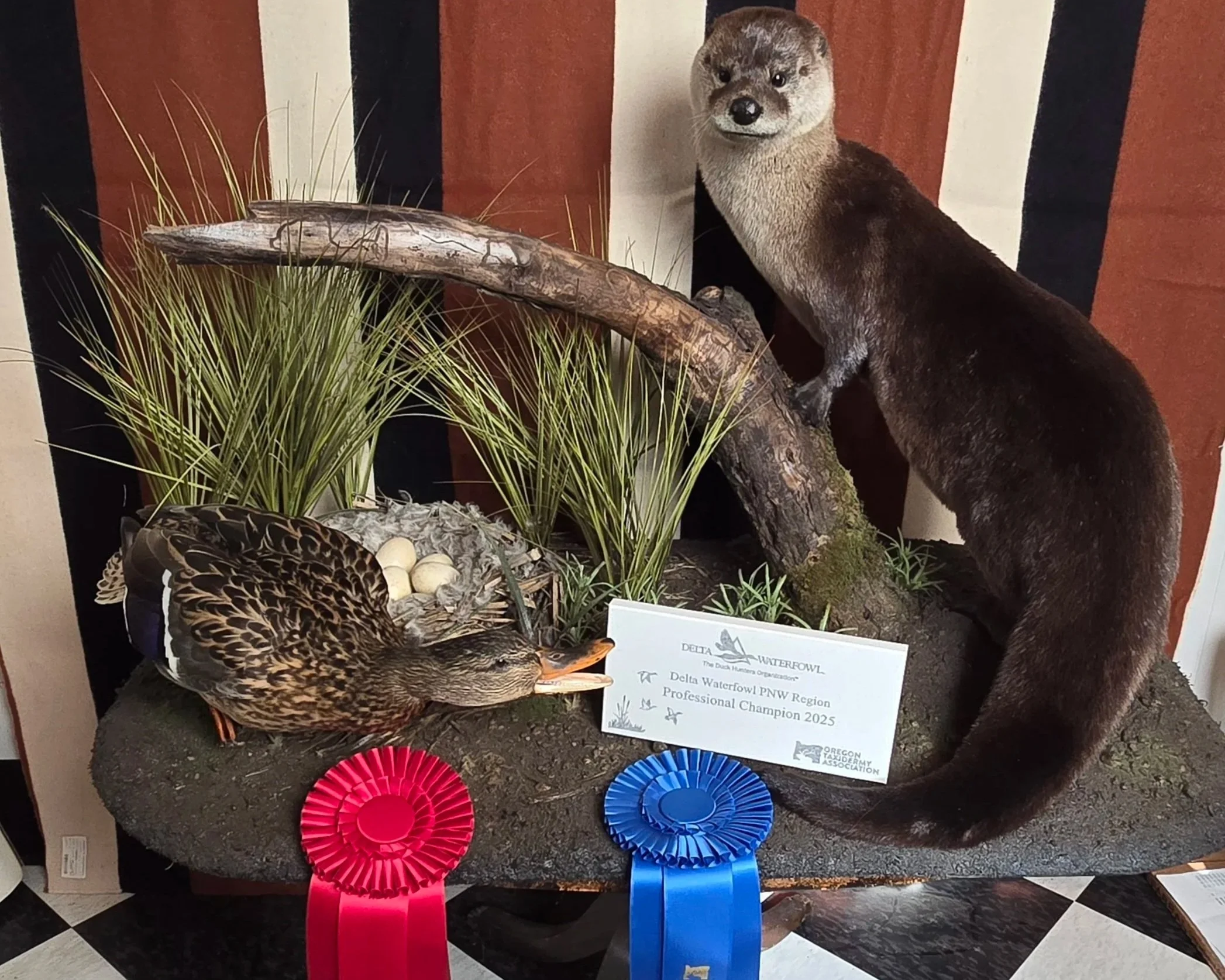 A display of a taxidermy otter standing on a piece of wood with a sign that reads "Delta Waterfowl, The Duck Hunters Organization, Delta Waterfowl PNW Region, Professional Champion 2025." There are several colorful ribbons and a basket with a duck and eggs in front of the display, with a red and blue ribbon positioned on the ground. The background features a striped curtain.