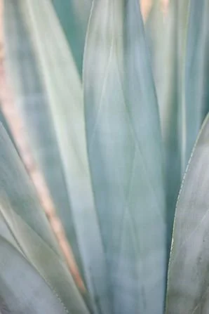 Close-up of a large, spiky agave plant with bluish-green leaves.
