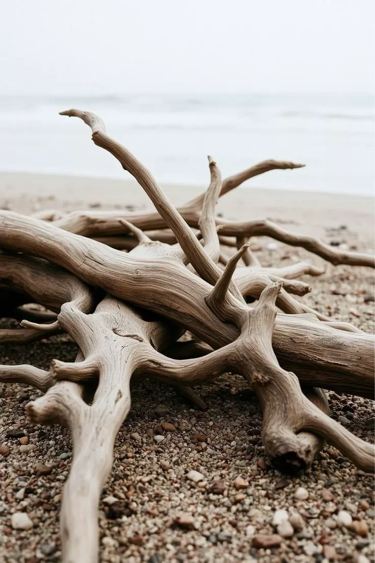 Close-up of twisted driftwood pieces on a sandy beach with the ocean in the background.