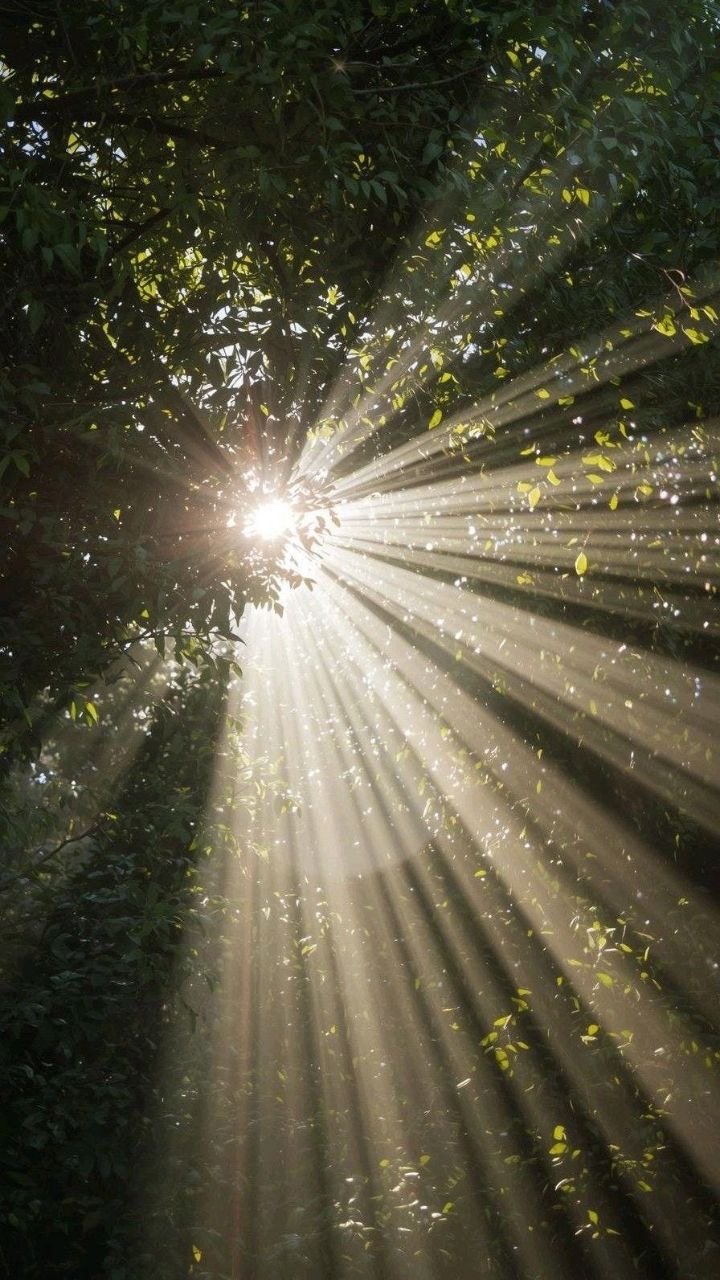 Sunlight filtering through dense green tree leaves with visible rays and particles in the air