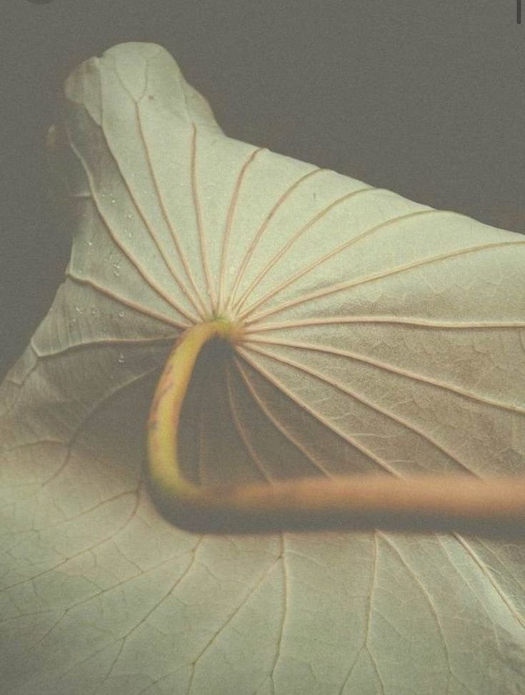 Close-up of a dried, pale green leaf with visible veins, with a small stem at its base.