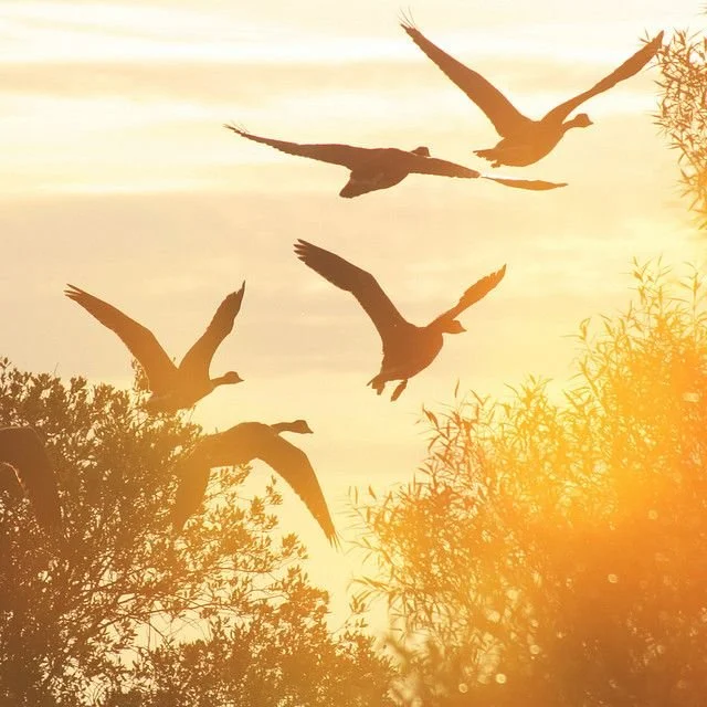 Five ducks flying in formation during sunset above trees.