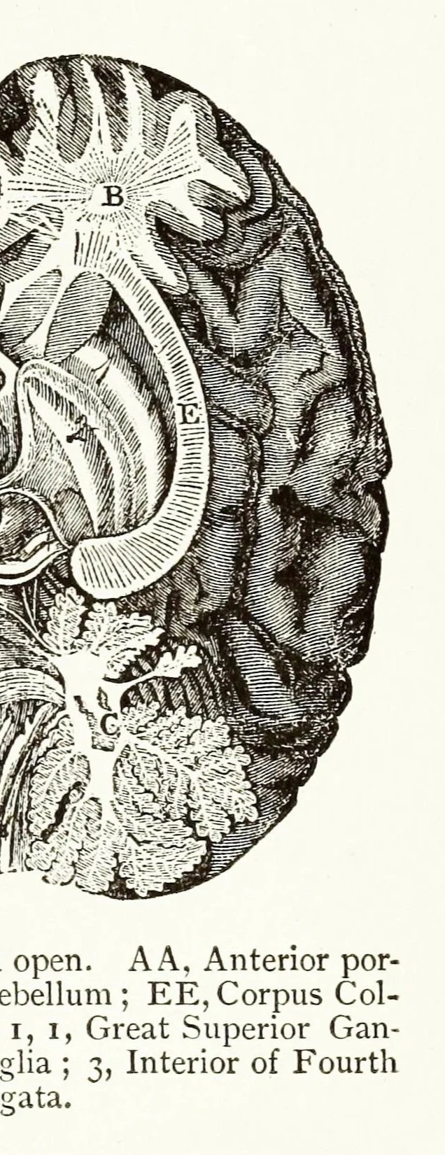 A detailed black-and-white illustration of the human brain showing labeled parts.