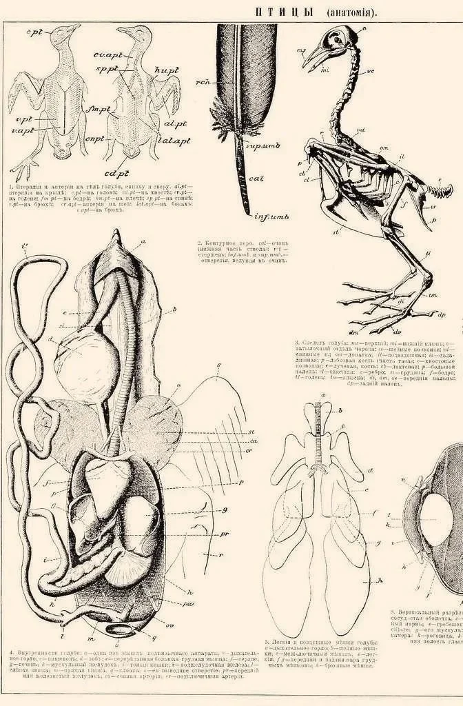 Diagram of bird anatomy with illustrations of skeleton, internal organs, and detailed parts.