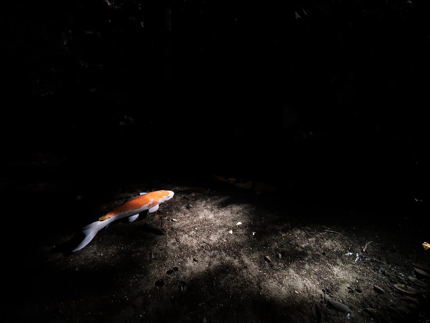 Sunlit Koi