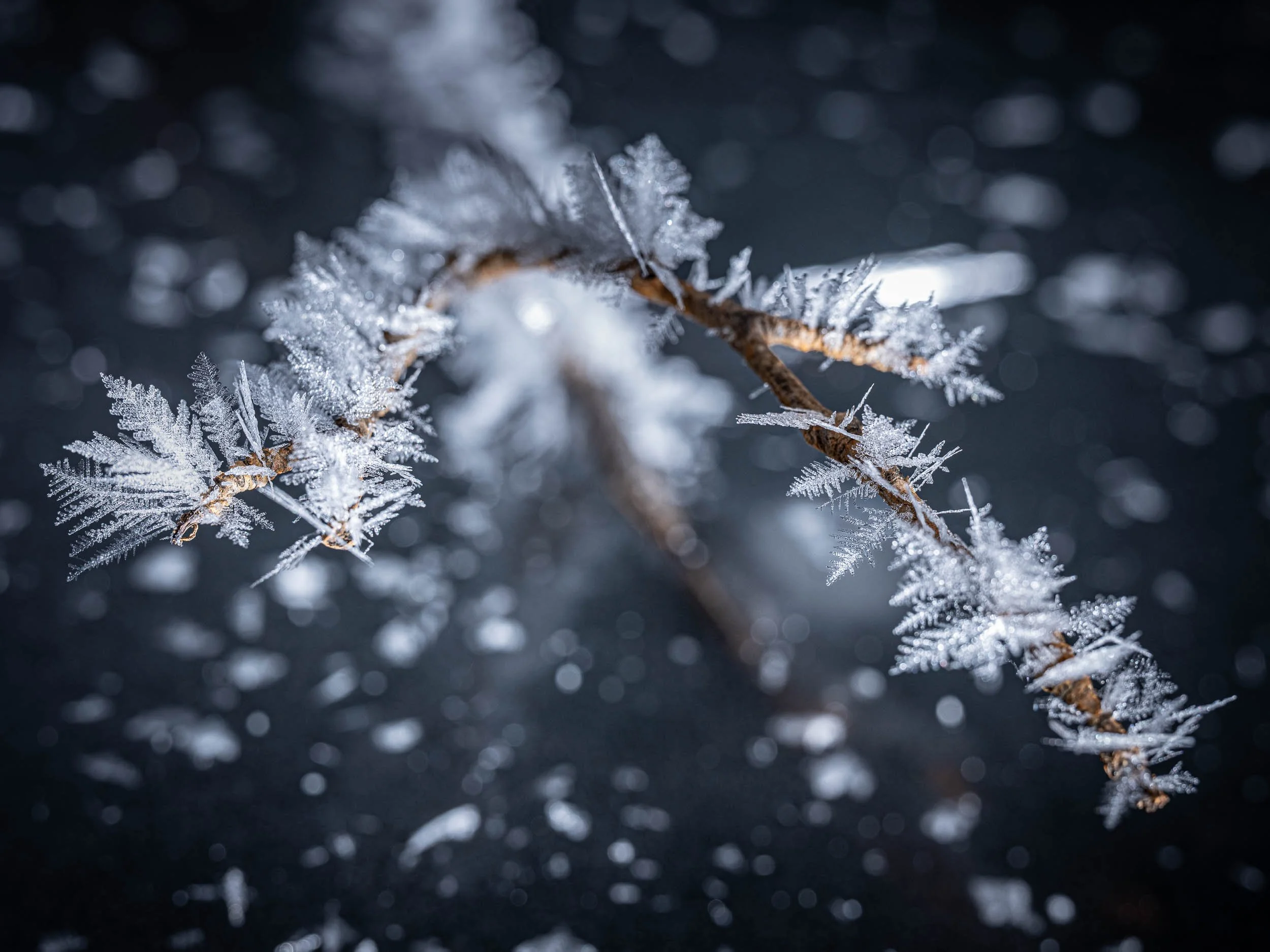 Frost Flowers #1