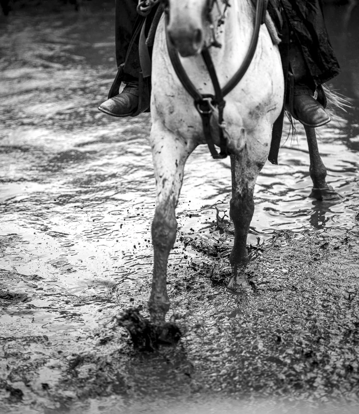 2026_07_25_Paniolo-4.jpg