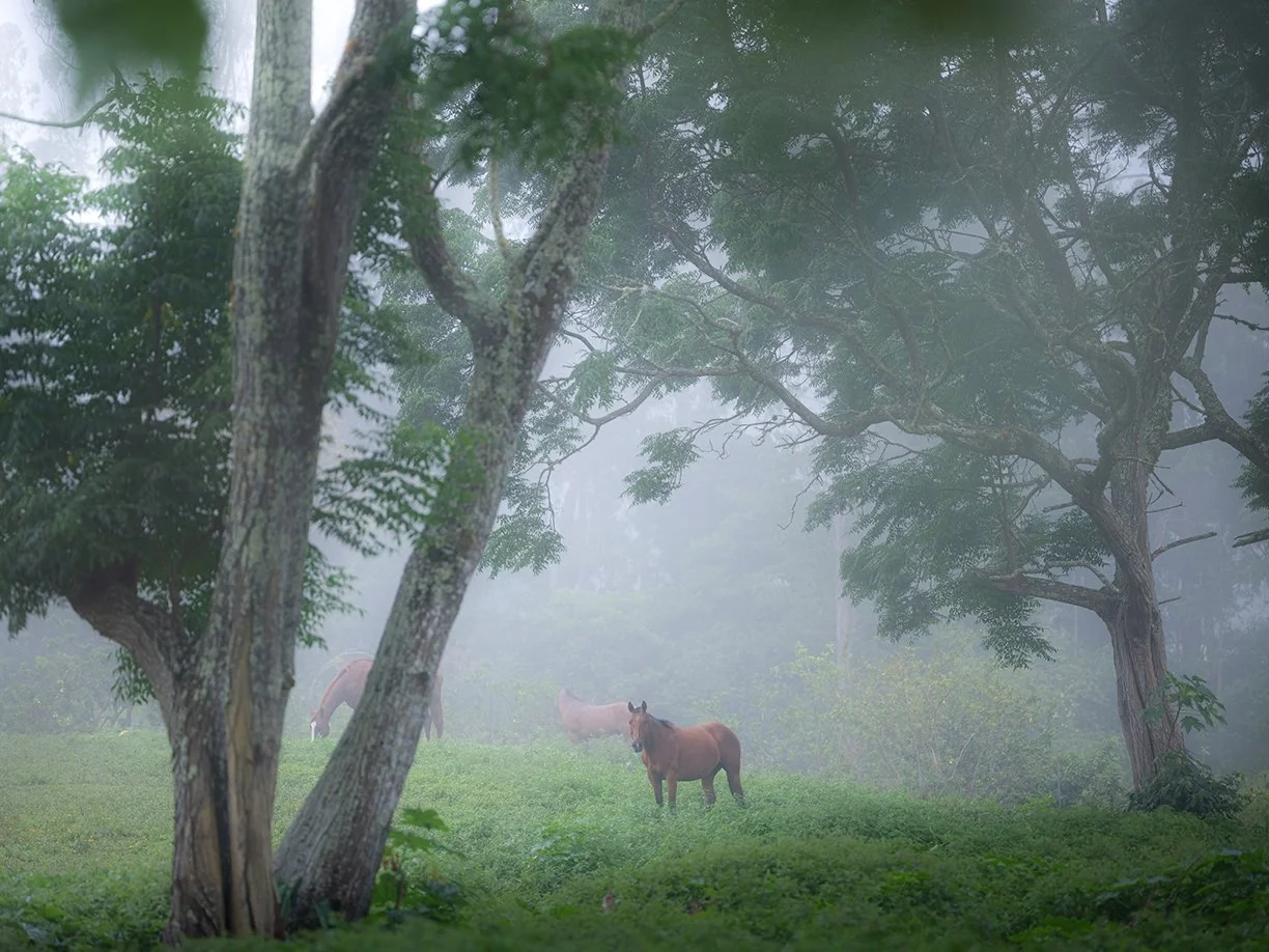 Majesty in the Mist