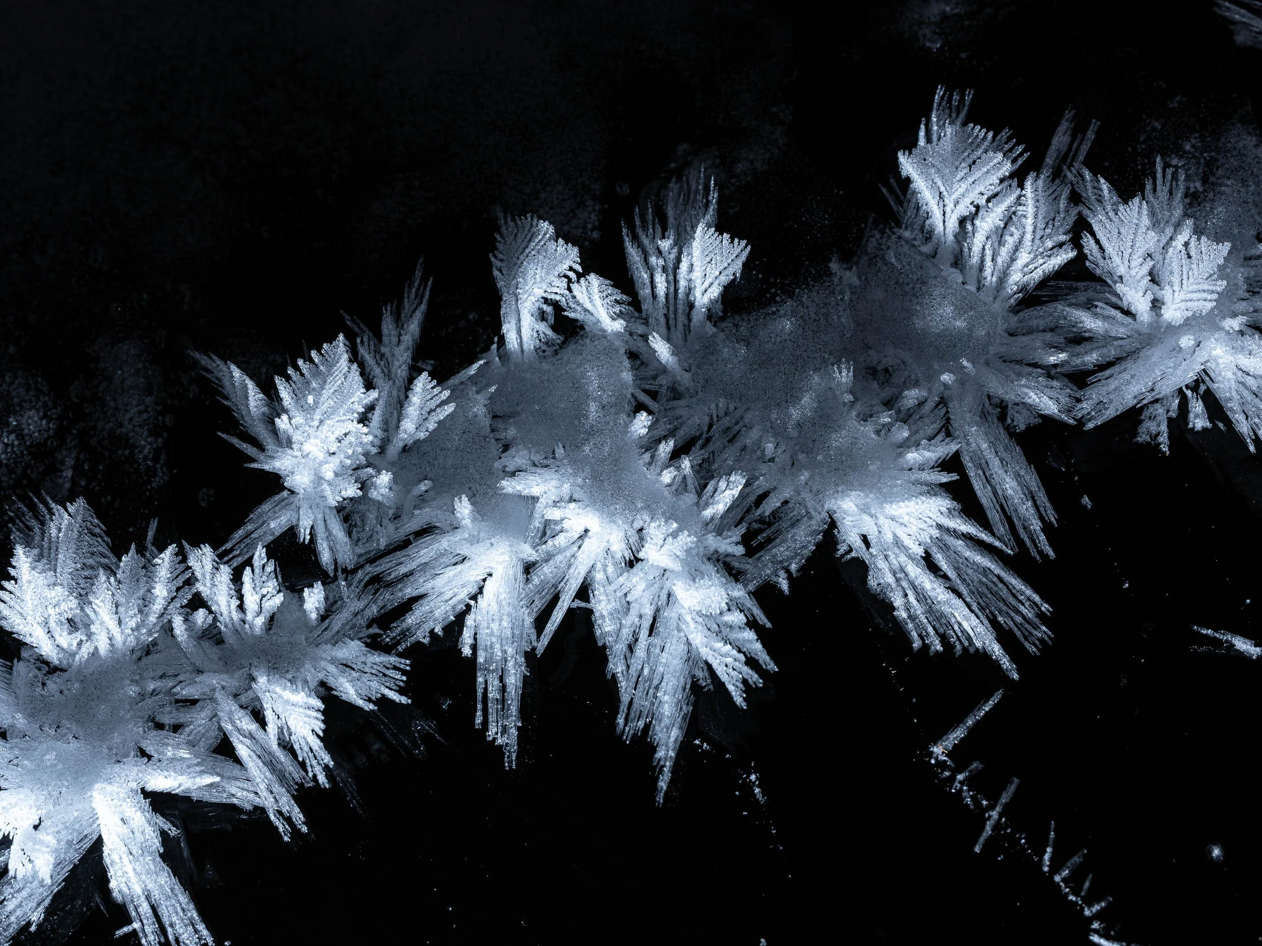 Frost Flowers #2