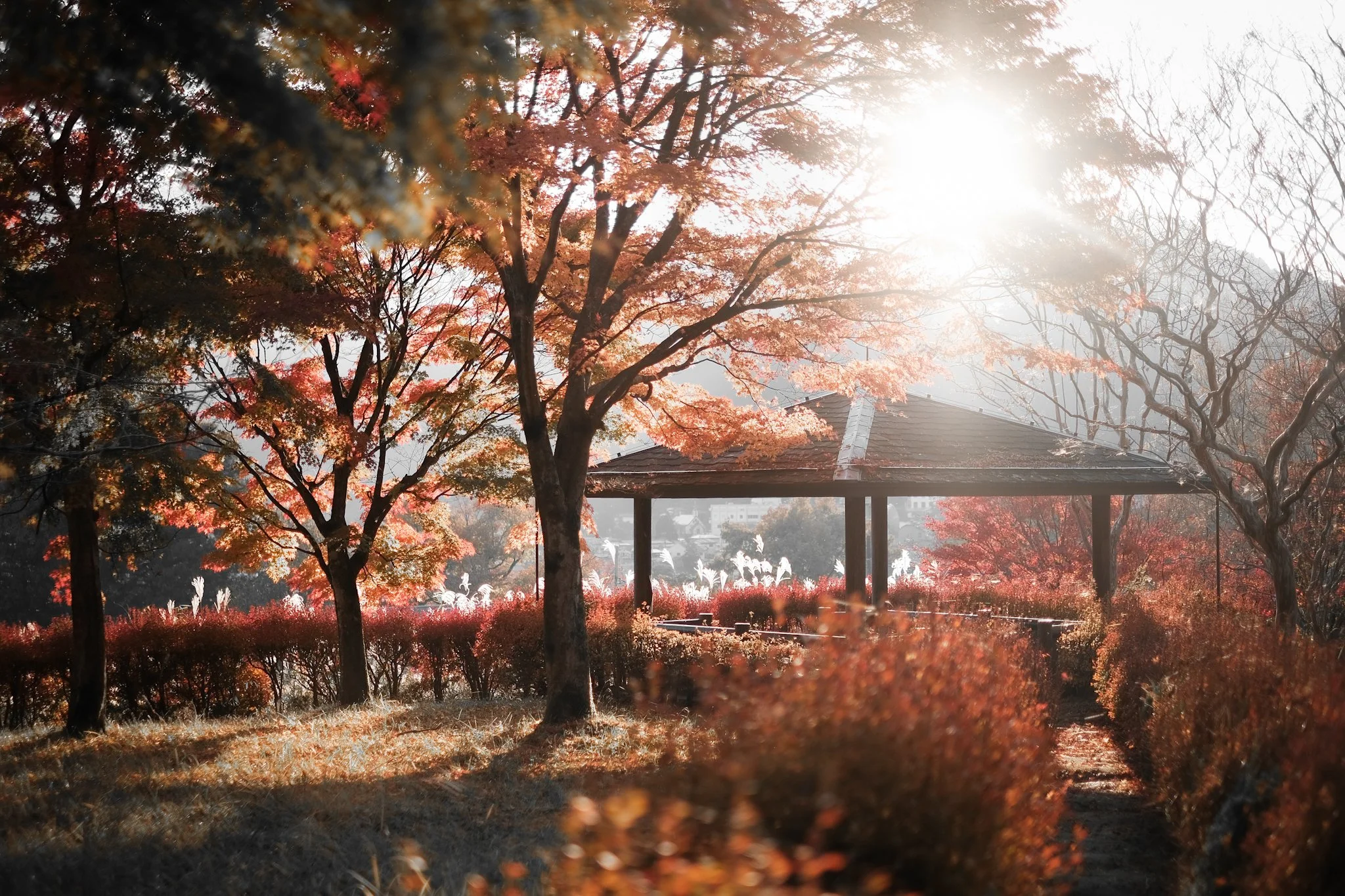 TeaOfPhotography-81.jpg