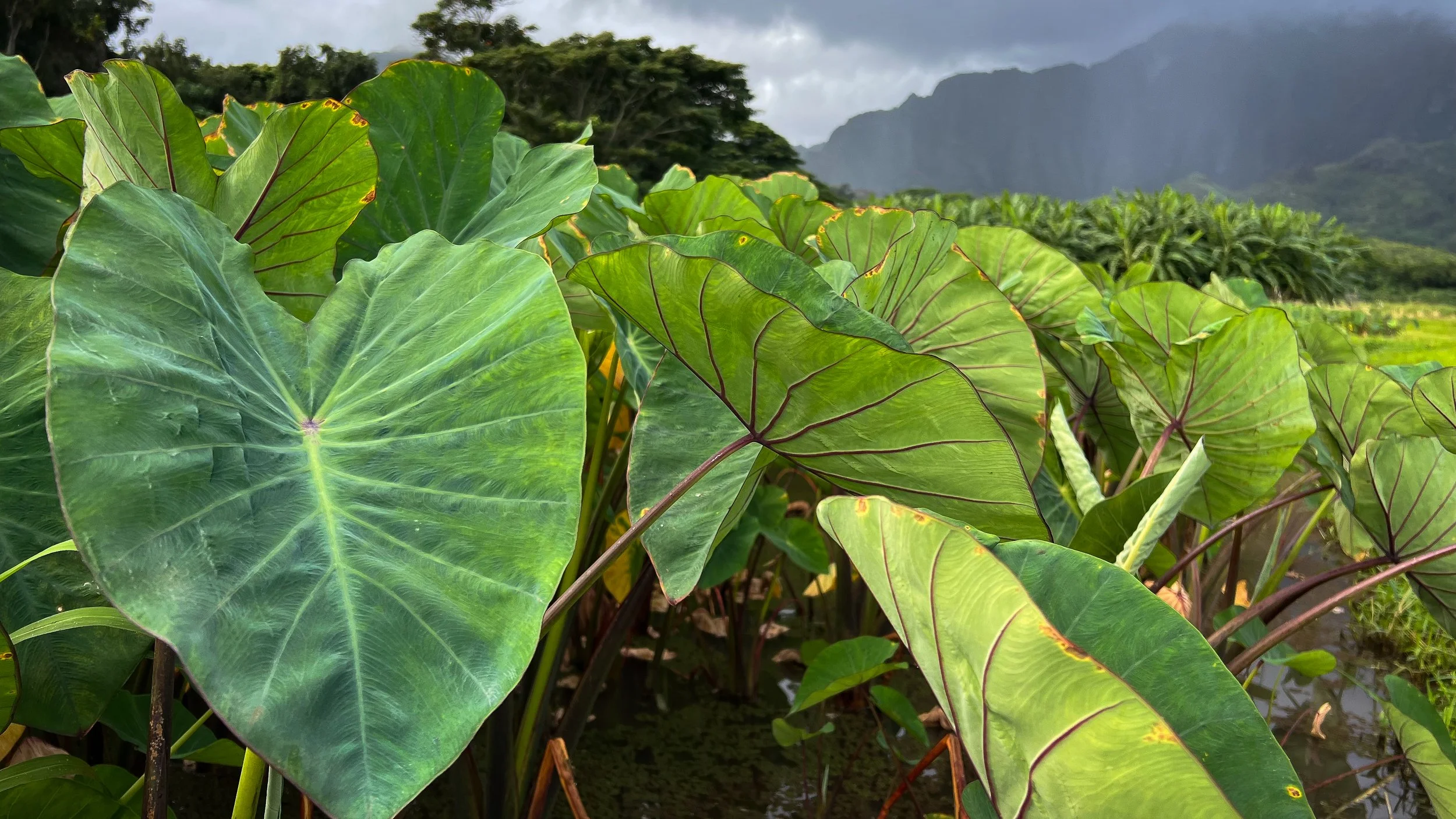 Lush green taro plants with large leaves over a body of water, mountains and cloudy sky in the background.