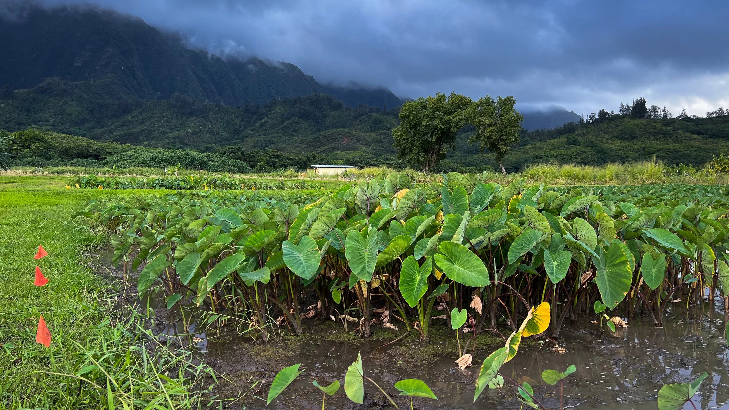 A cultivated farm with green leafy plants in the foreground, trees and lush mountains in the background under a cloudy sky.
