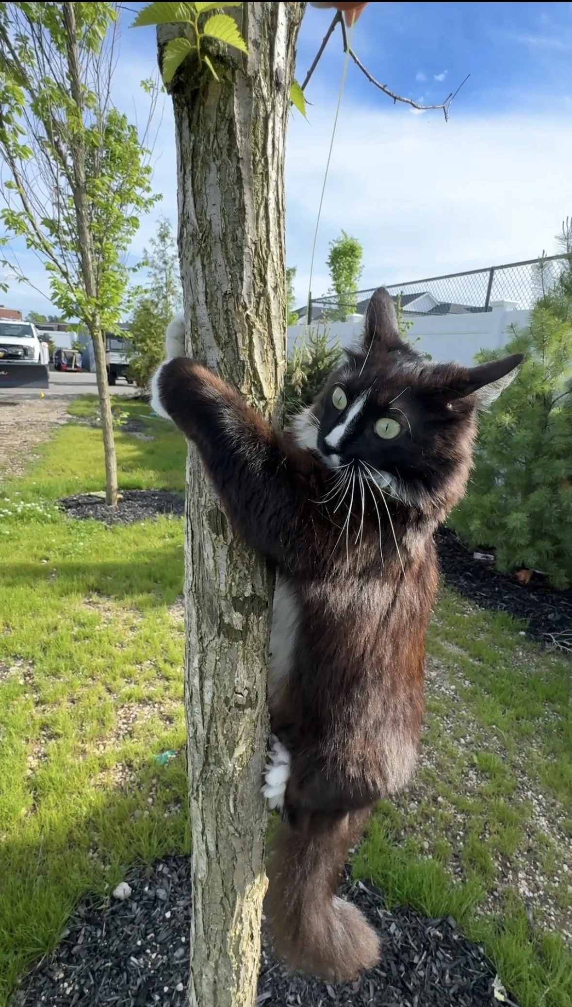 Fluffy tuxedo cat climbs tree