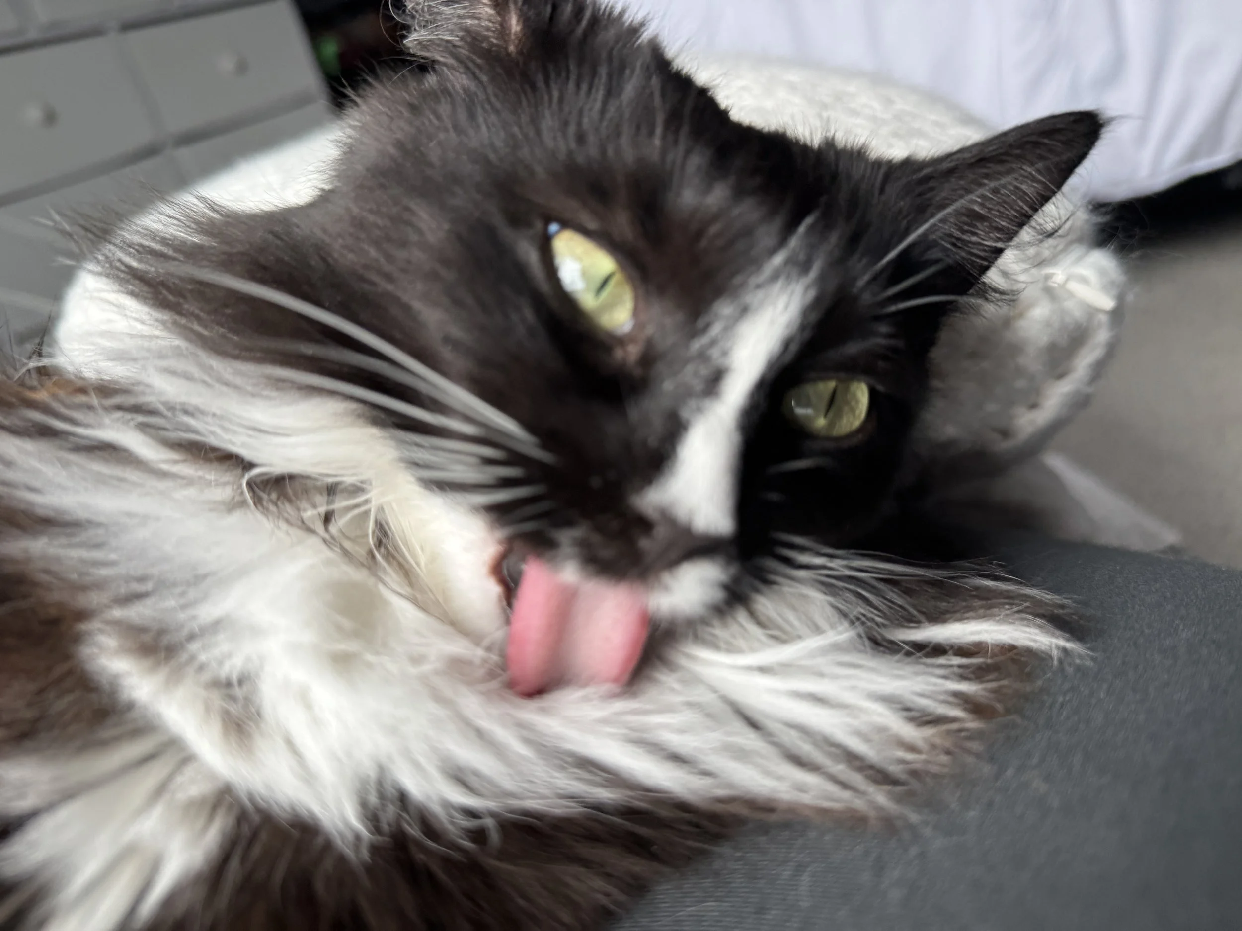 Cat with tongue out. Posing for picture. Black and white tuxedo cat