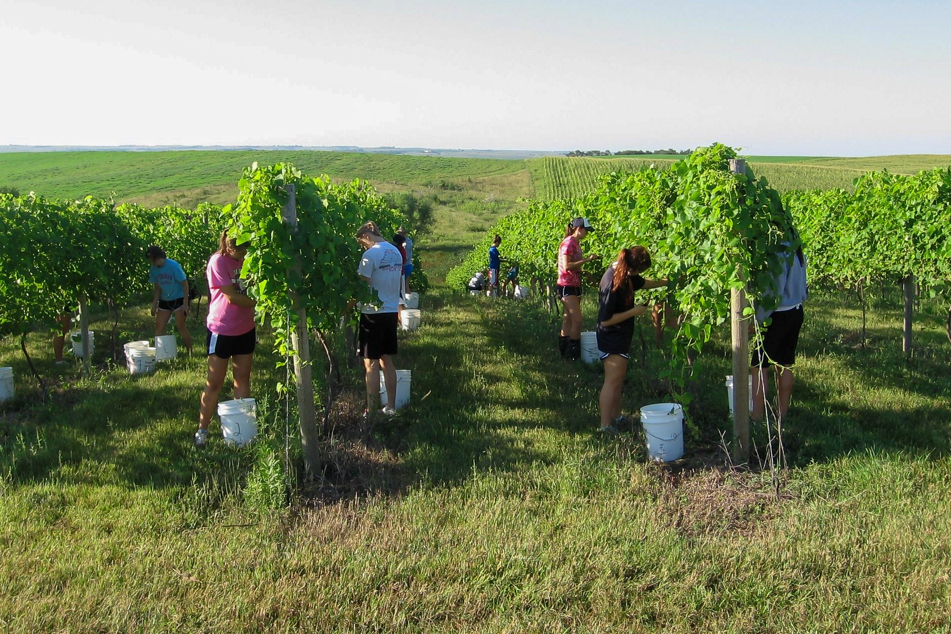 People working on grapevines in a vineyard, with lush green vines and an expansive rural landscape in the background.