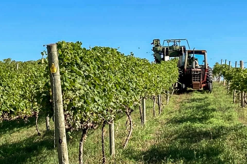 A tractor harvesting grapes in a vineyard under a blue sky.