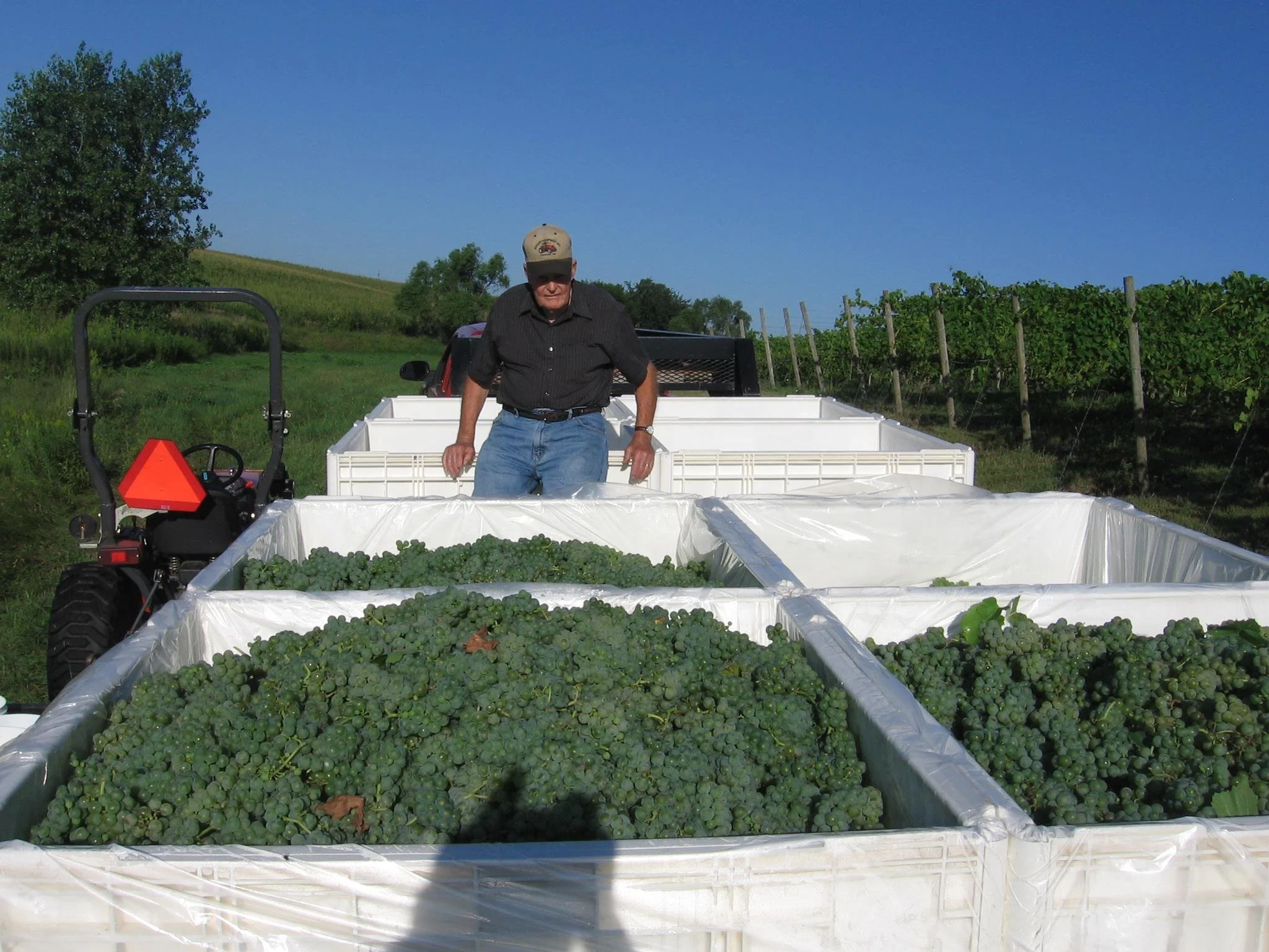 A man standing in a large container filled with small green grapes outdoors on a sunny day.