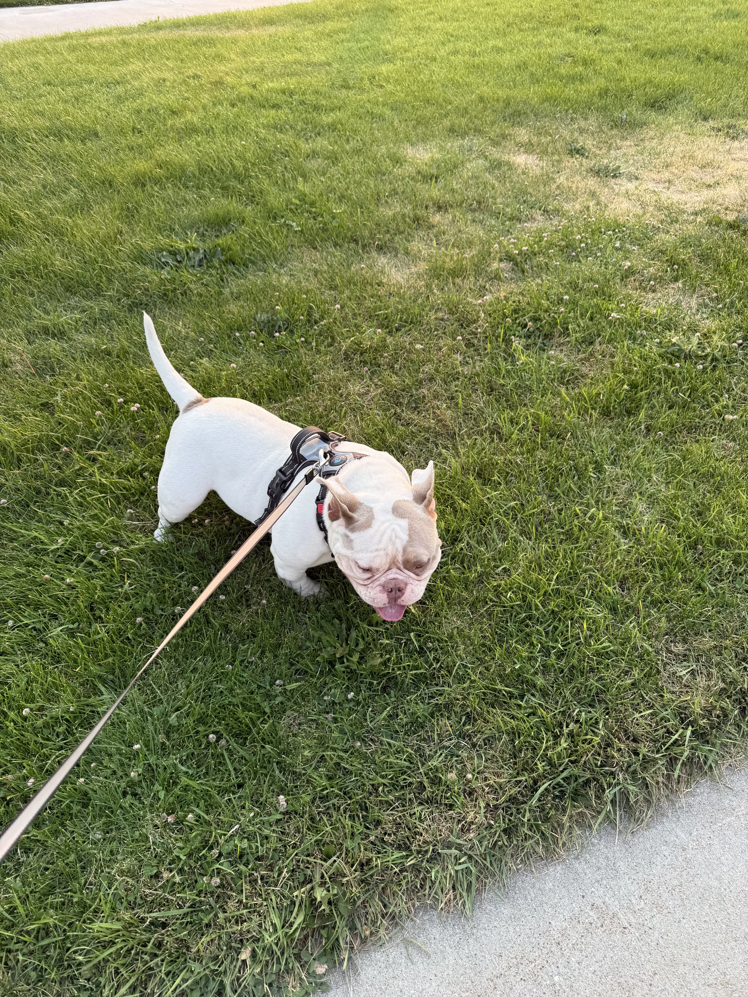 A small white bulldog with a tan patch near its ear, wearing a harness, is sniffing the grass near a sidewalk in a grassy area on a sunny day.