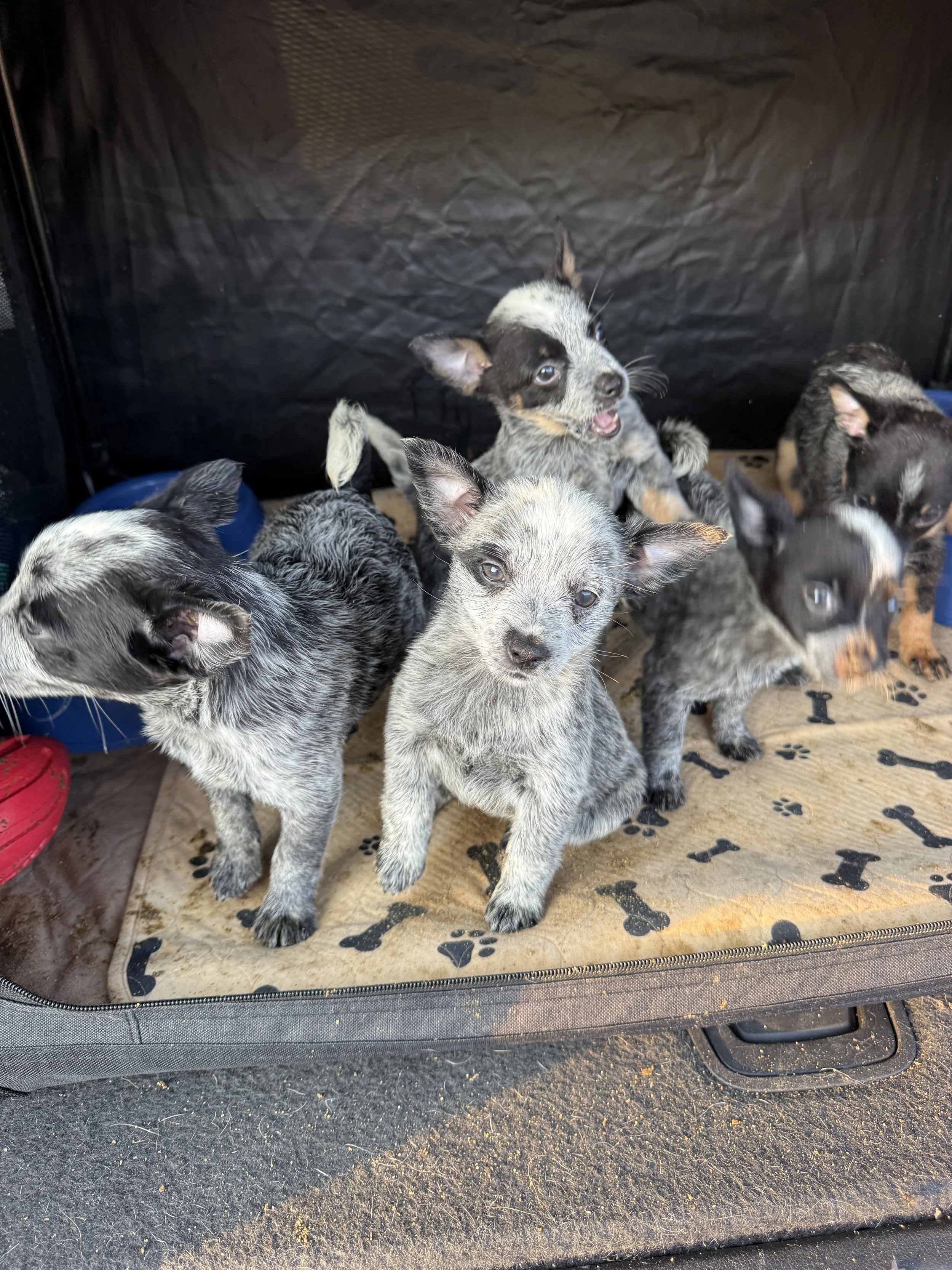 A group of merle and tri-colored Australian Shepherd puppies in a crate or playpen with paw print and bone patterns on the flooring.