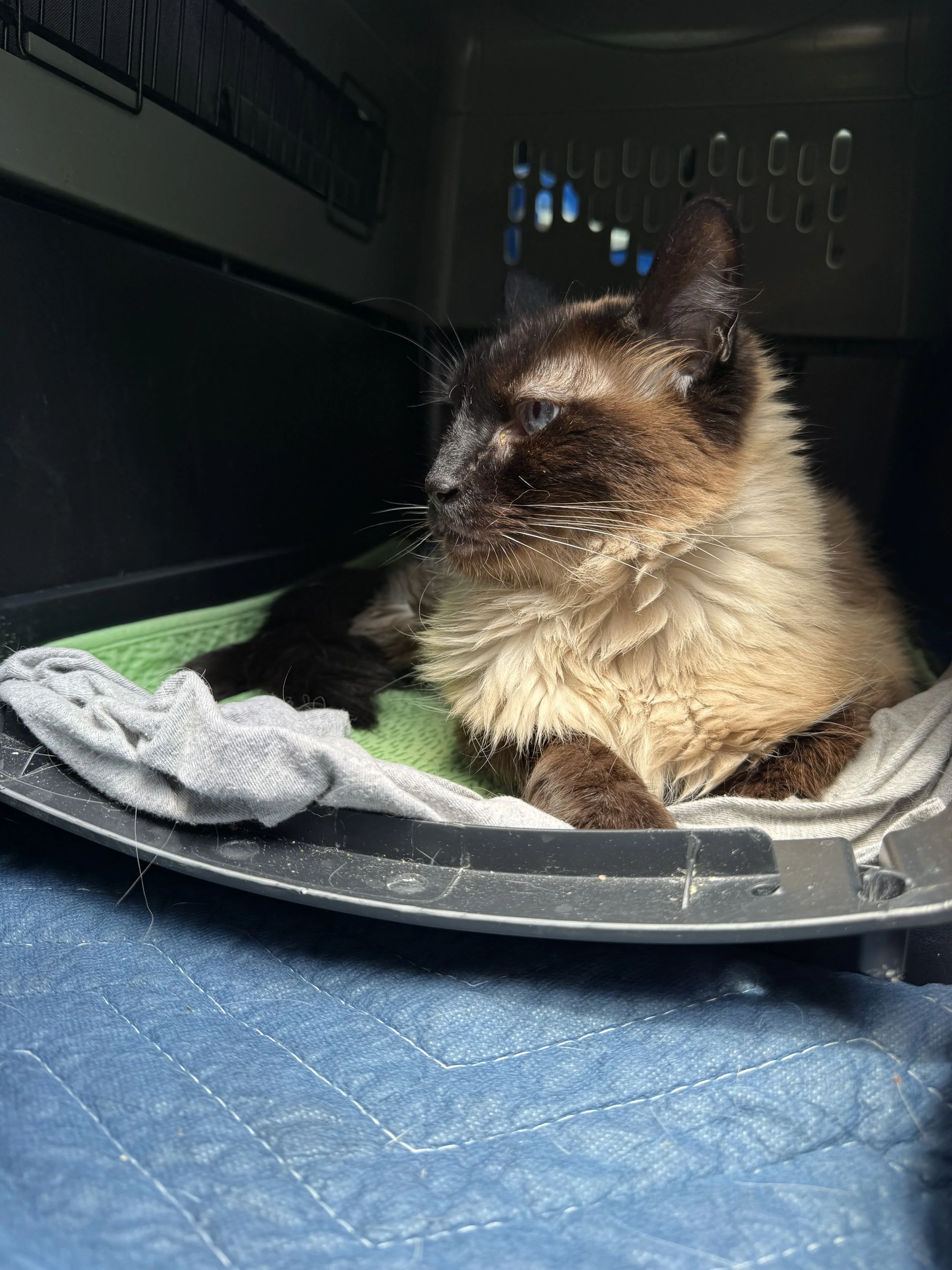 A Siamese cat resting inside a pet carrier on a green blanket, with sunlight shining on its face.