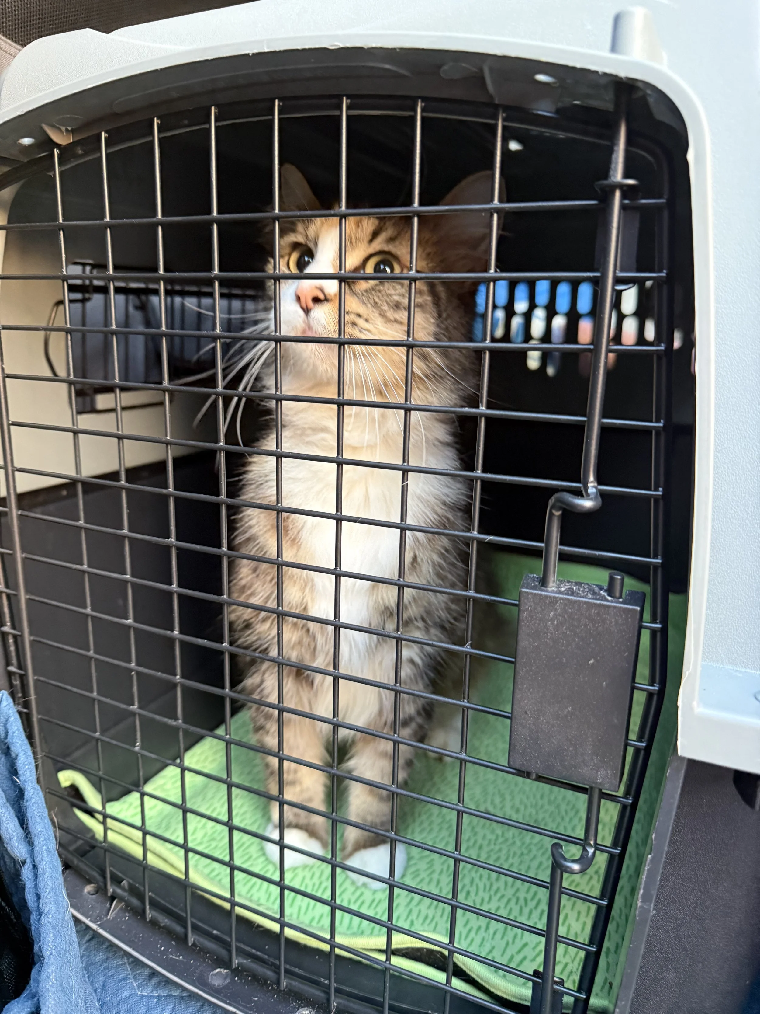 A tabby cat with white markings inside a black pet carrier with a green mat at the bottom.