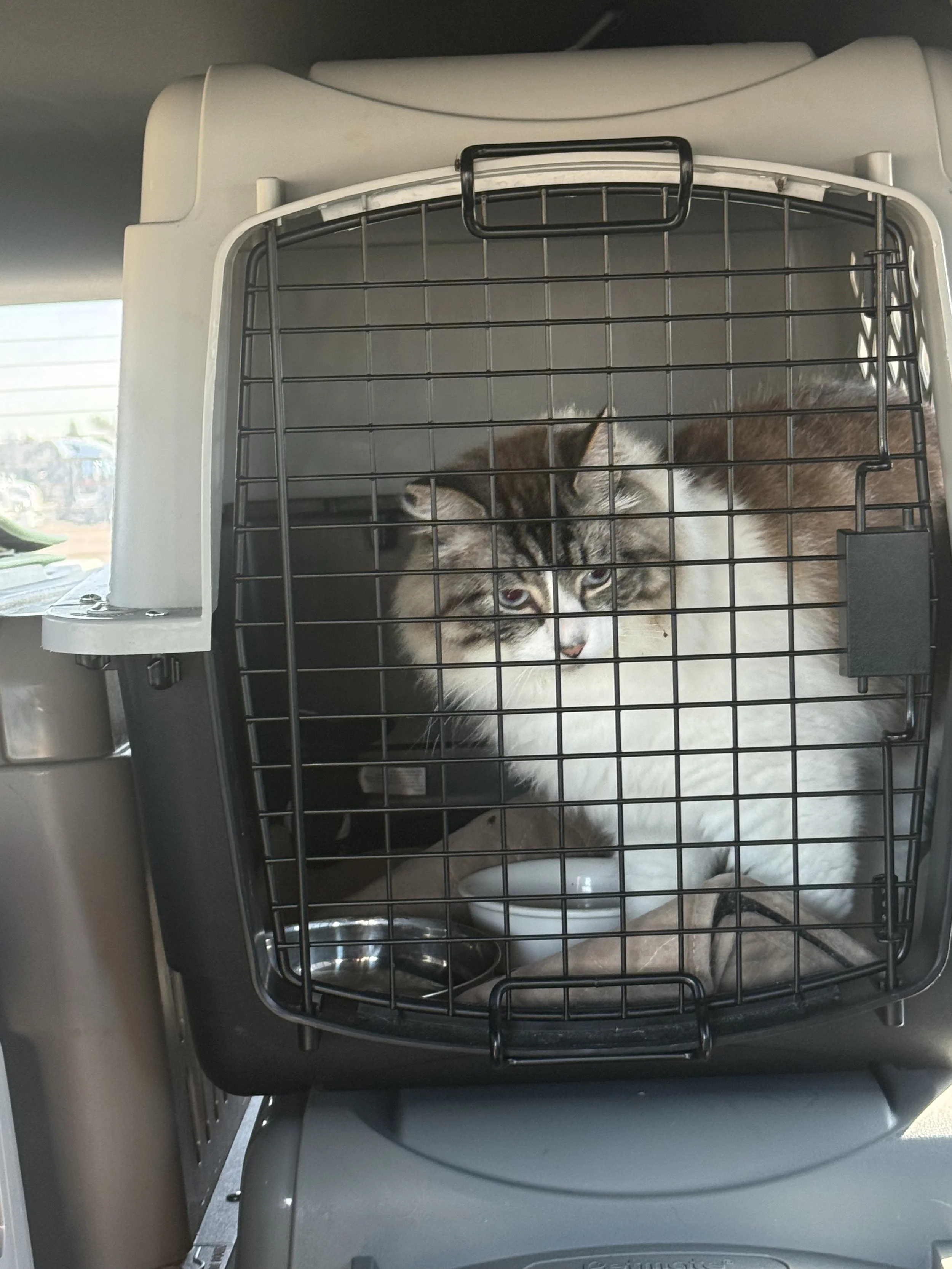 A gray and white cat inside a pet carrier with a metal door, placed on top of a front-loading washing machine.