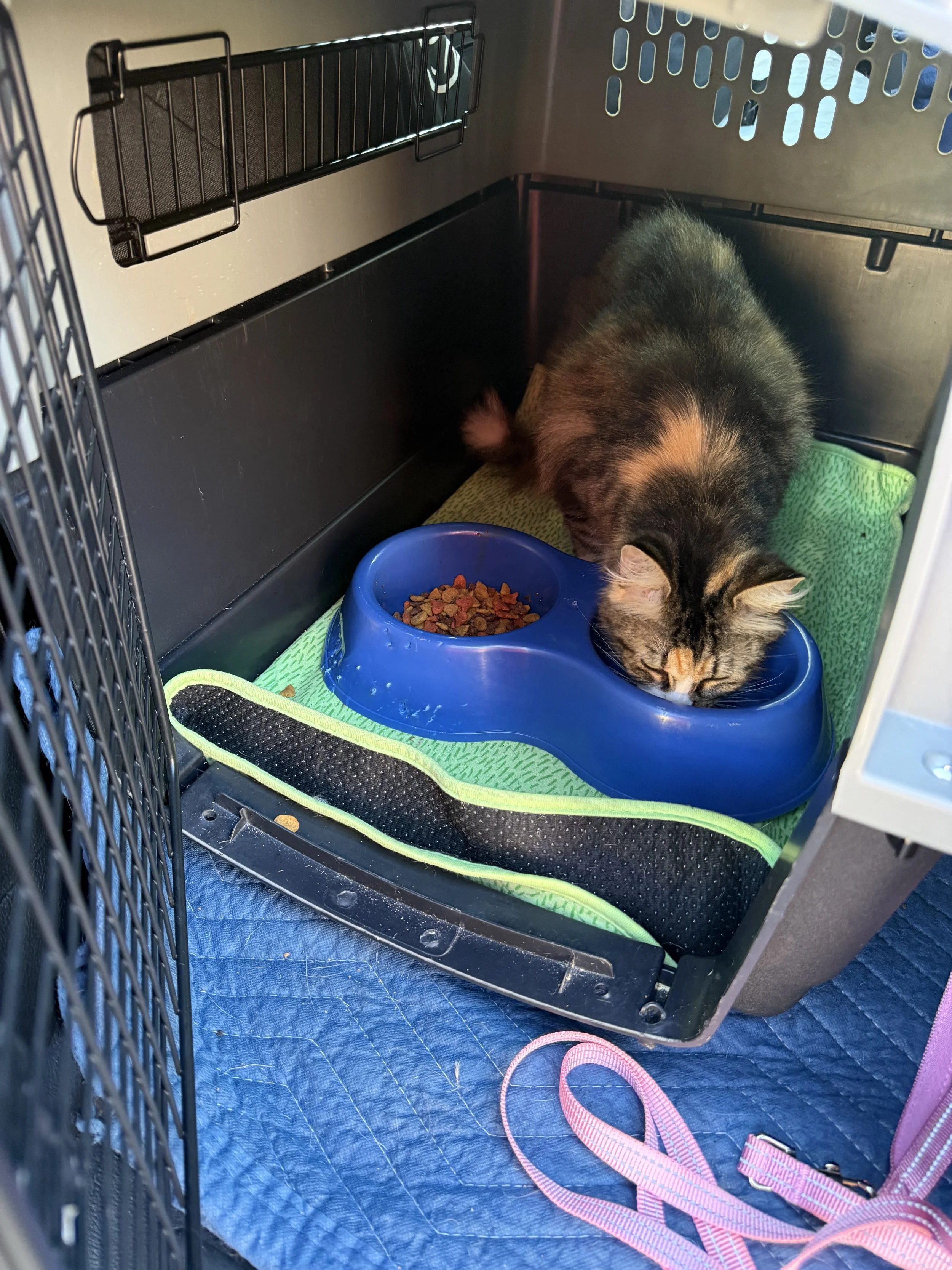 A small dog bed inside a pet crate with a tabby cat eating from a blue ceramic food bowl, pink collar on the floor, metal wire sides, and a blue quilted mat.