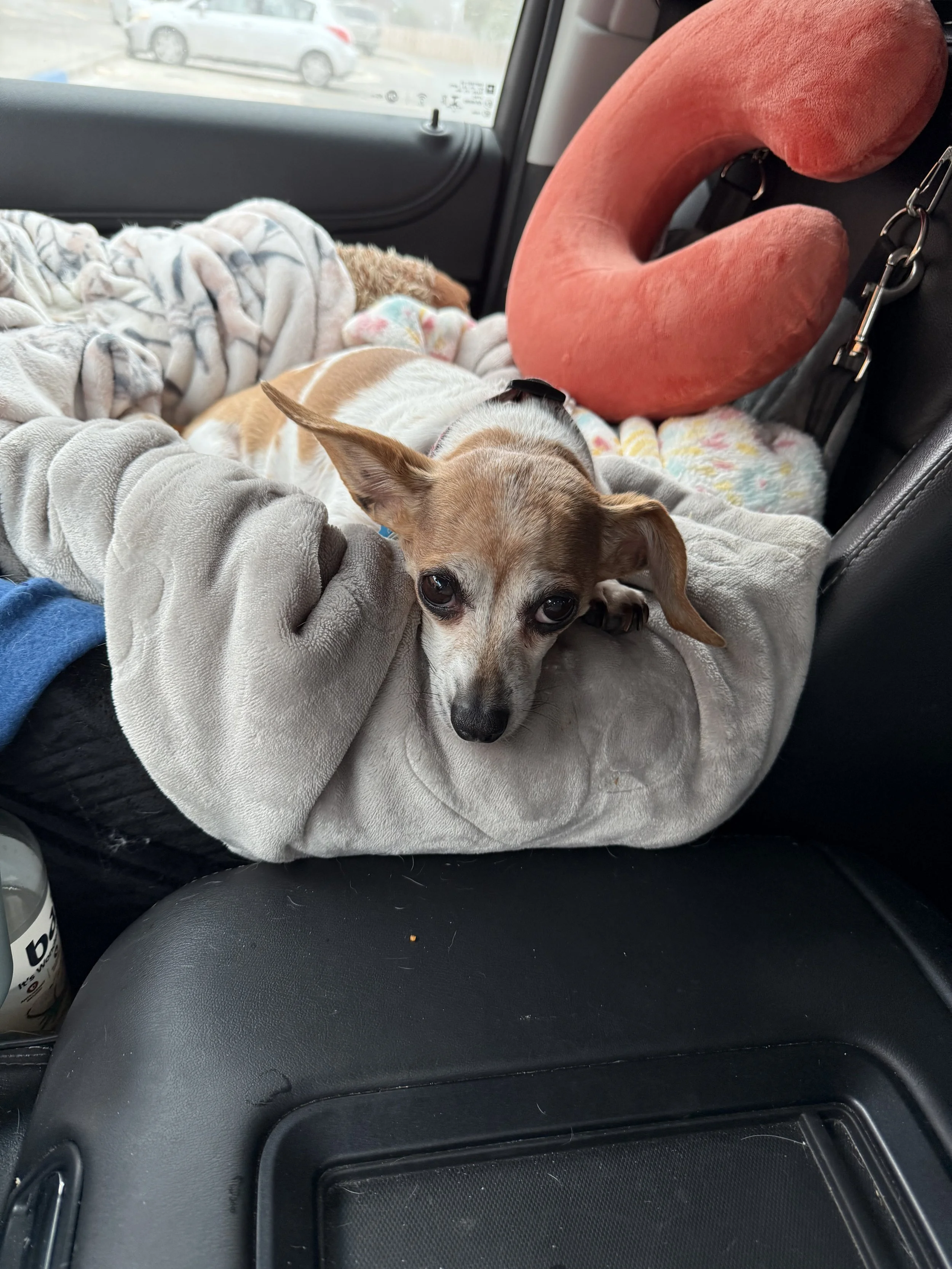 A small dog with tan and white fur lying on a blanket in the backseat of a car, with a pink neck pillow and a patterned blanket, and cars visible outside through the window.