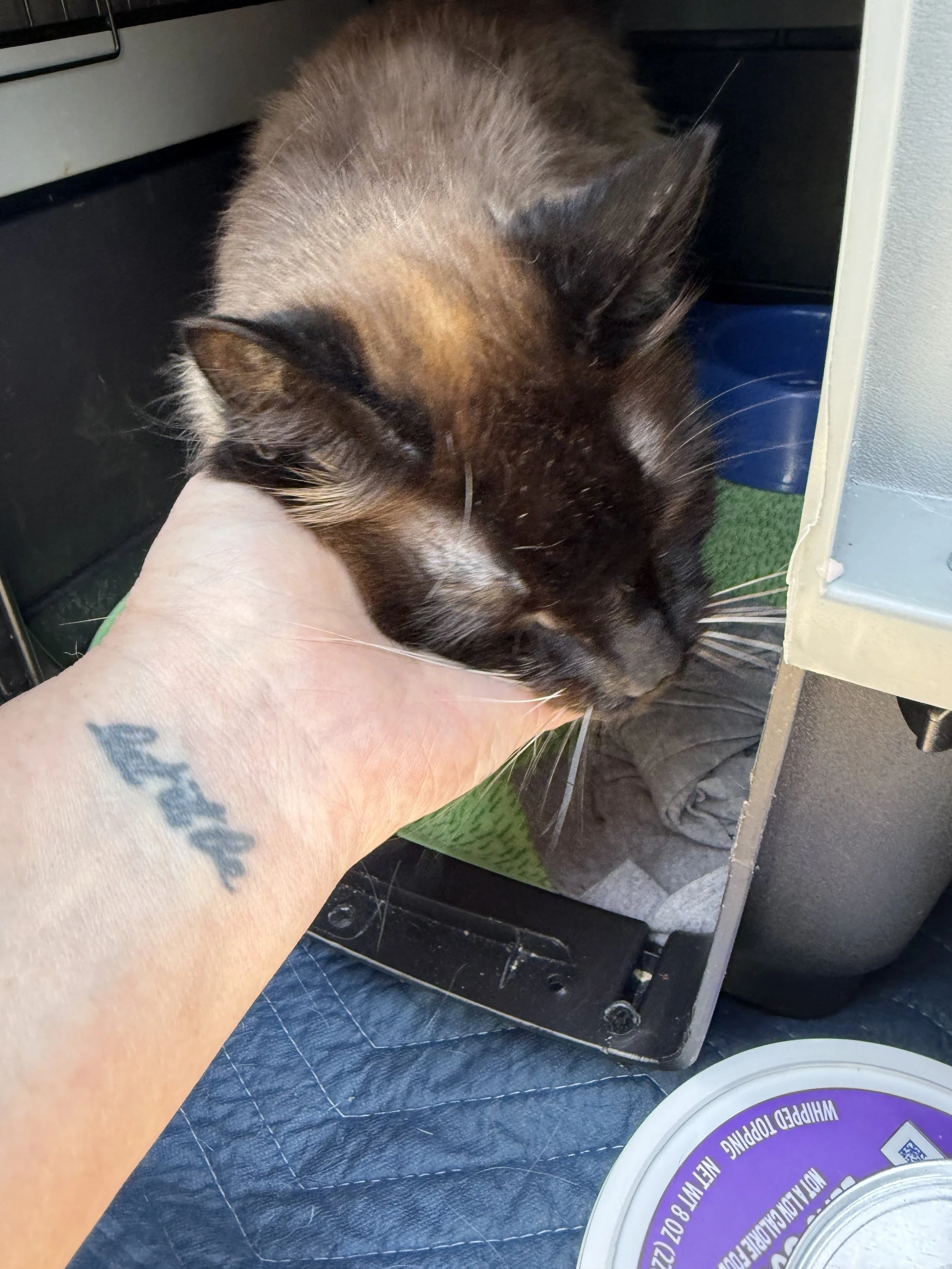 A person with a blue tattoo on their wrist petting a brown and black cat. The person is sitting at a table with a white container labeled 'Whipped Topping' nearby.