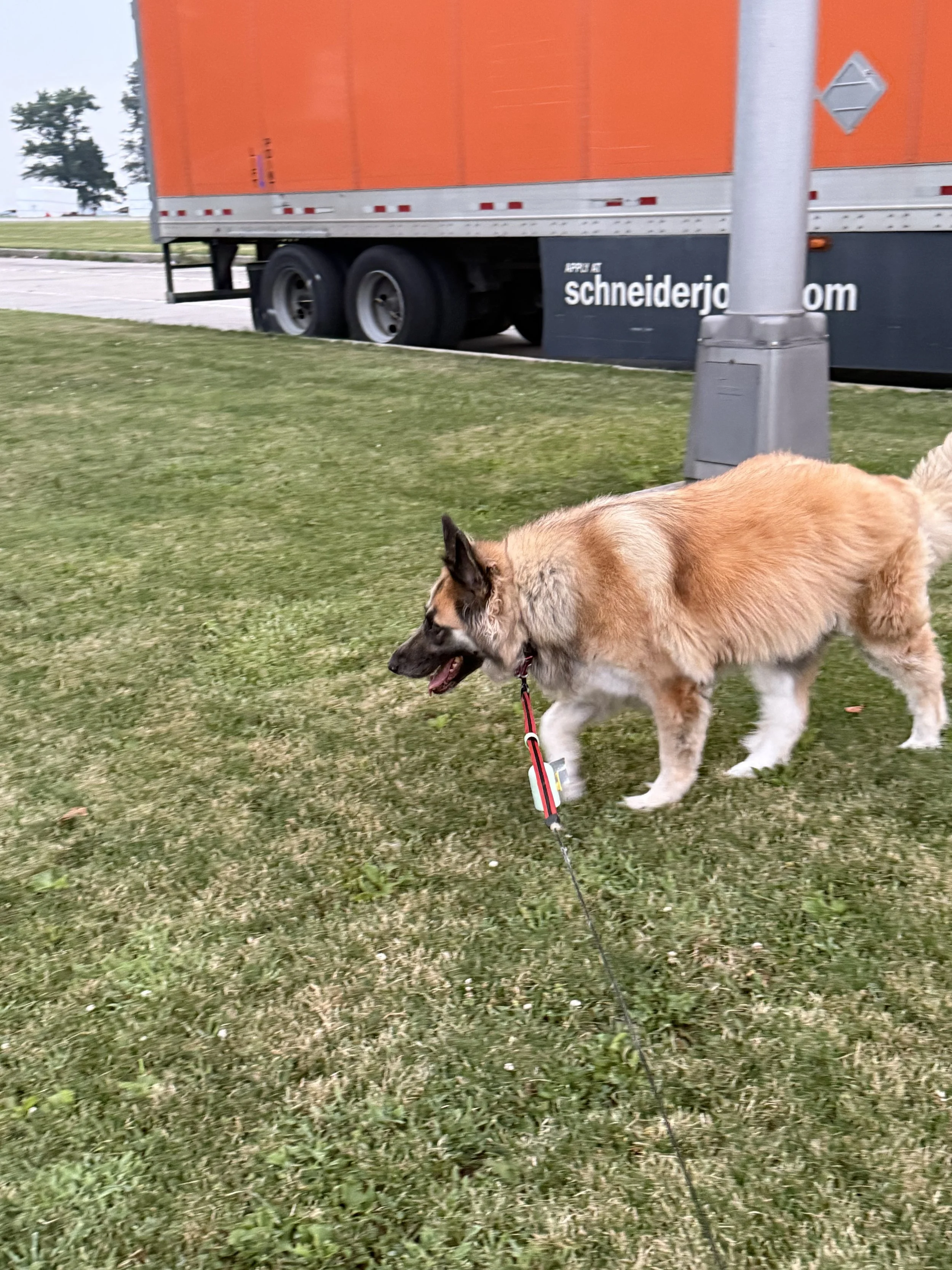 A tan and black German Shepherd dog walking on grass near a street, with a large orange truck and a streetlamp in the background.