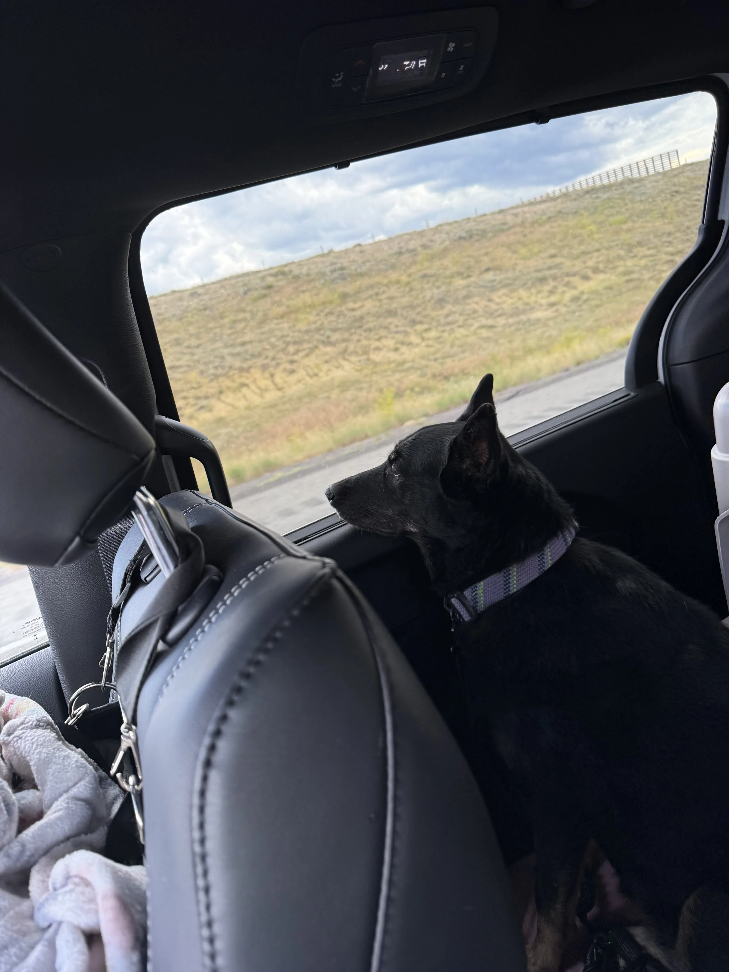 Inside view of a car with a sleeping black dog laying on the back seat, partly obscured by a black leather headrest, with an outdoor landscape of a grassy hill and cloudy sky seen through the window.