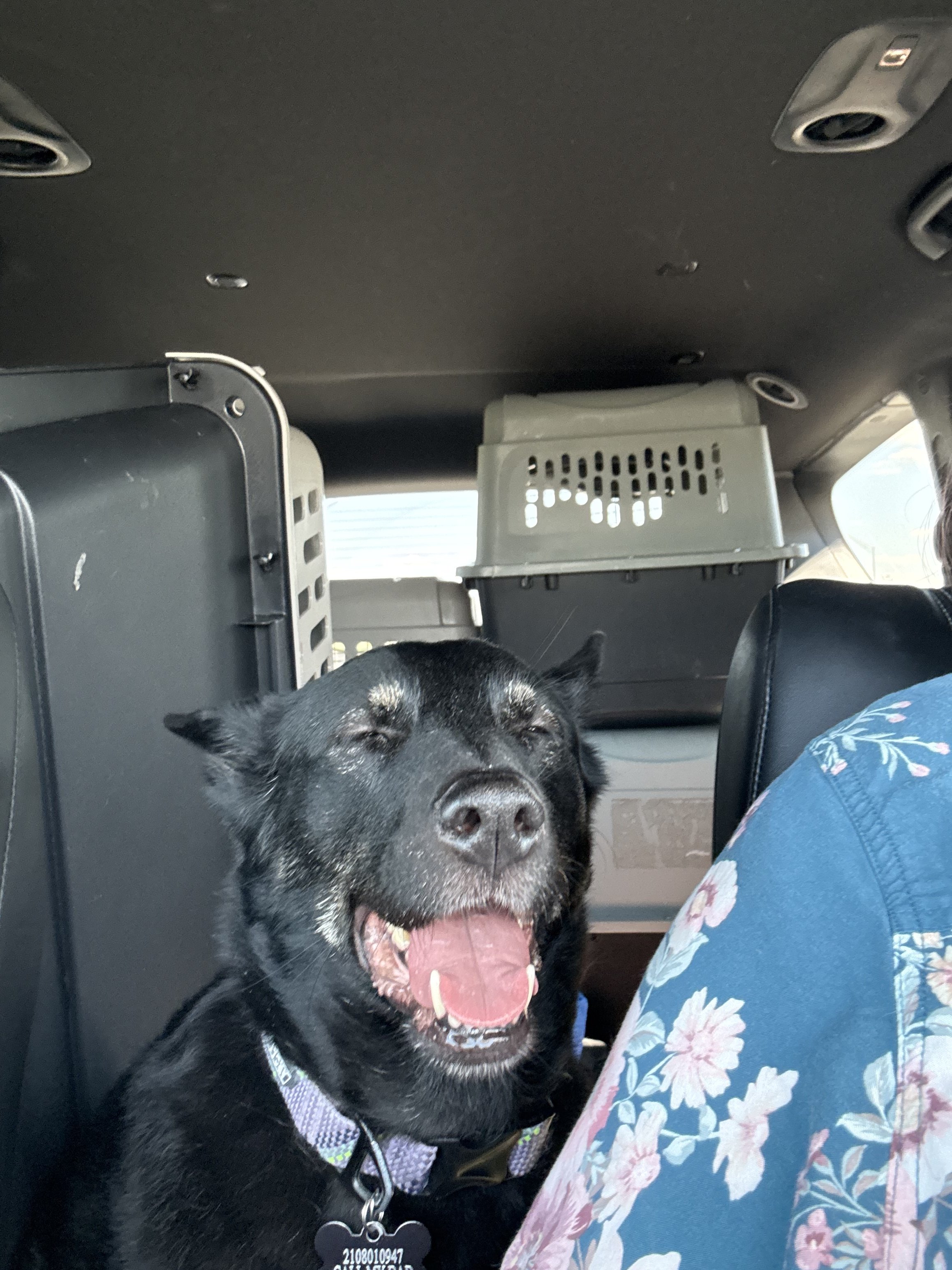 A black dog with a white spot on its nose, furrowing its brow, inside a vehicle with a person wearing a blue floral shirt.
