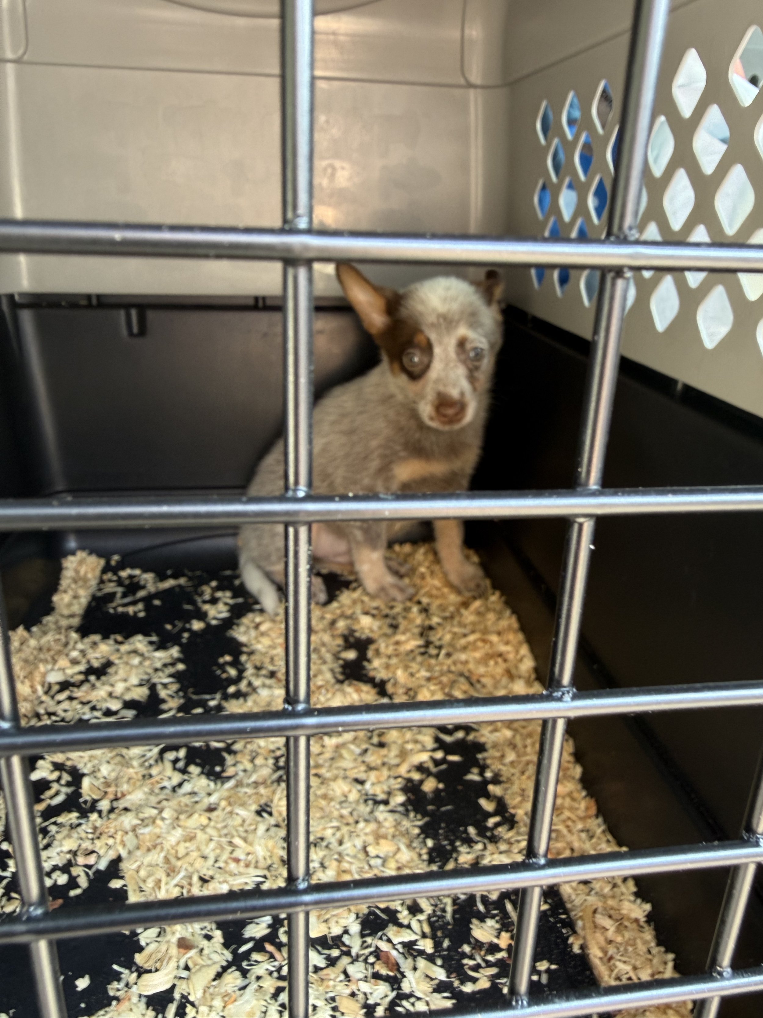 Small puppy with brown and white fur inside a black metal cage with wood shavings on the floor, looking out through the bars.