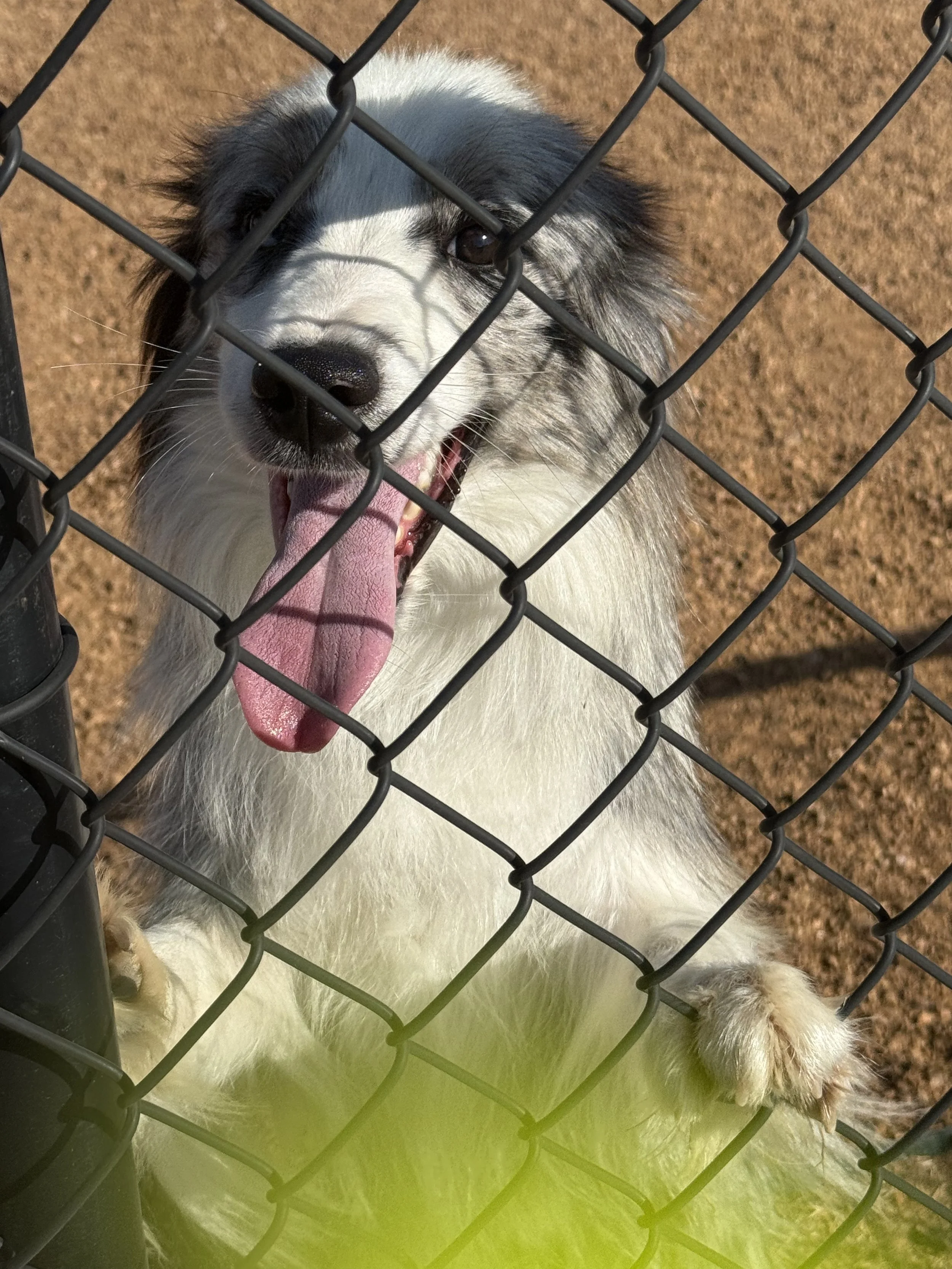 A fluffy dog with black and white fur looking through a chain-link fence, sticking out its tongue with a happy expression.