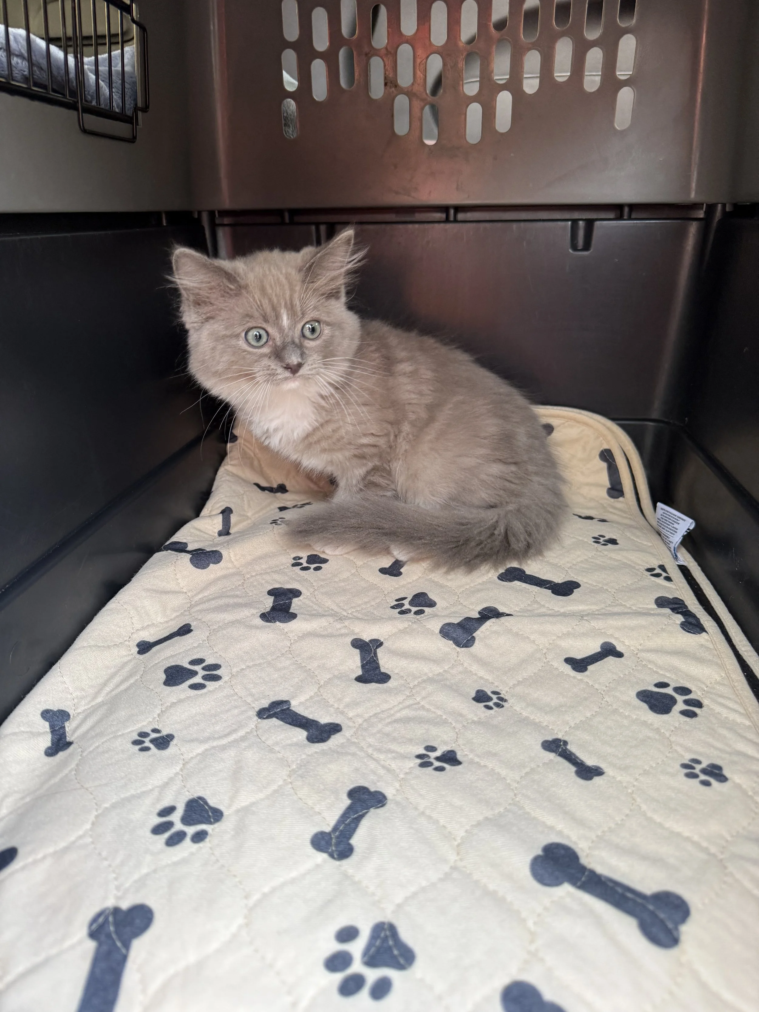 A light-brown kitten sitting inside a plastic crate on a paw print patterned blanket.