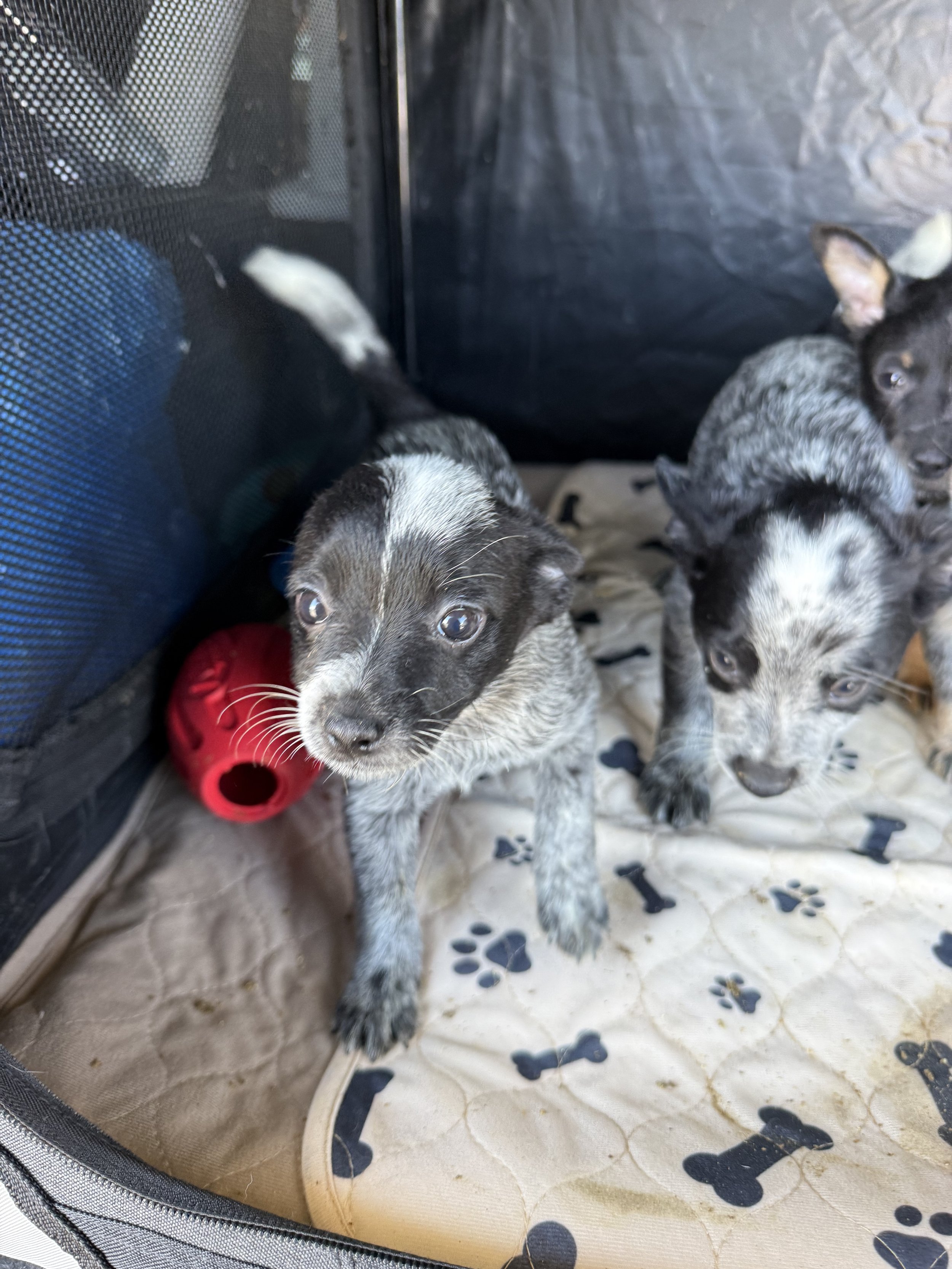 Several small puppies with black and white fur inside a soft, patterned surface enclosure.